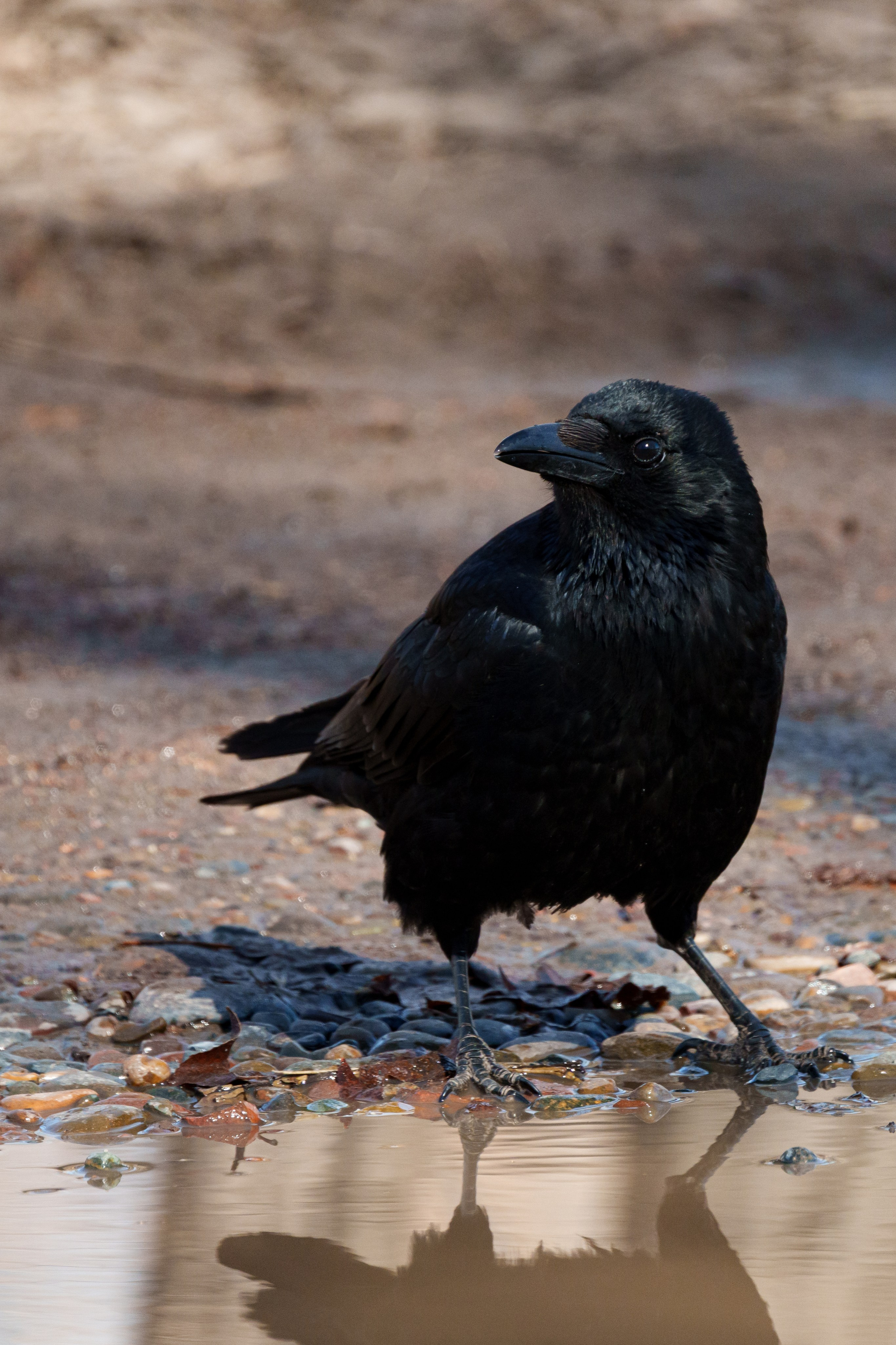 Ворона. Донеал Скнарь — концертный фотограф