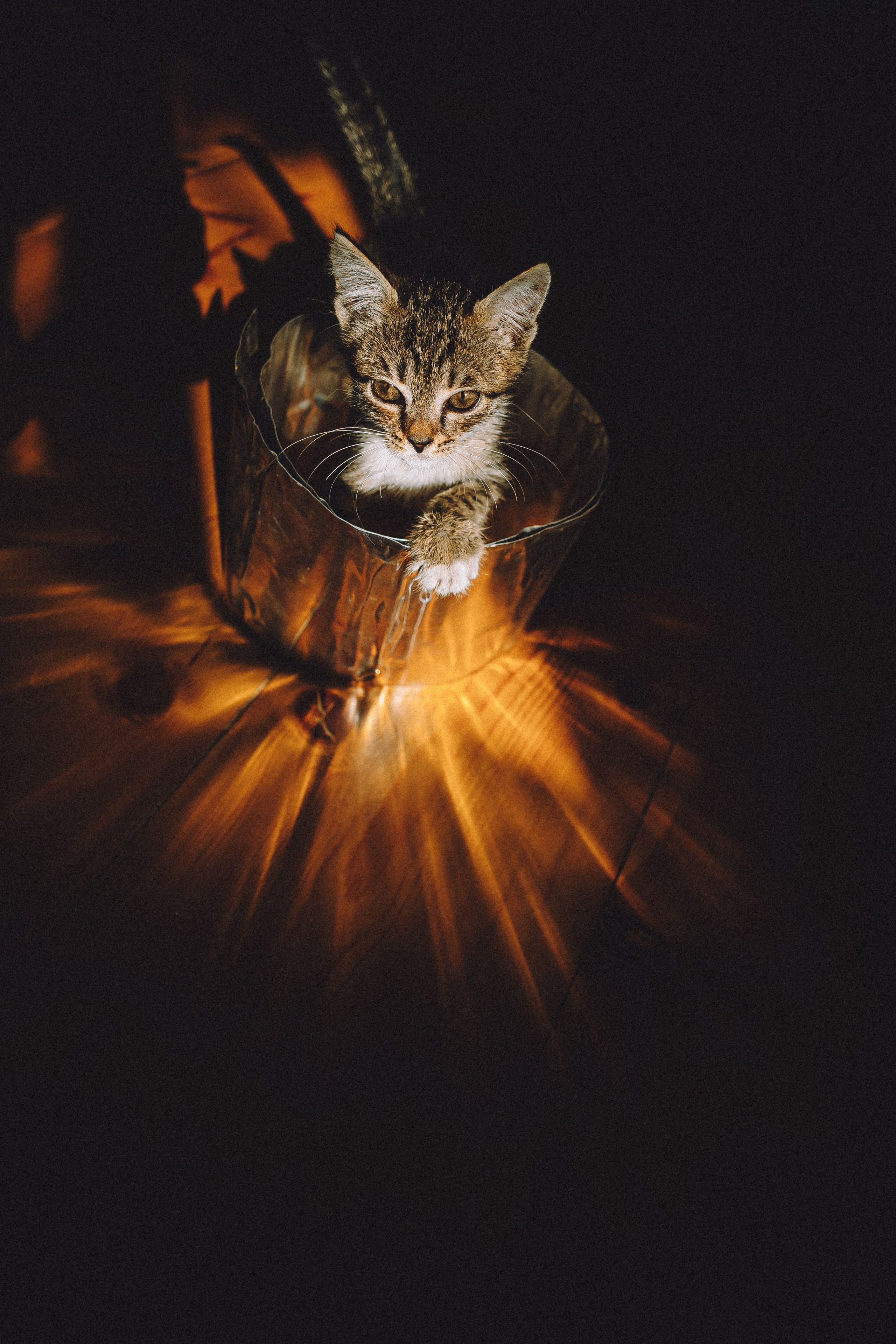 Более 30 идей для фотосессии с котенком