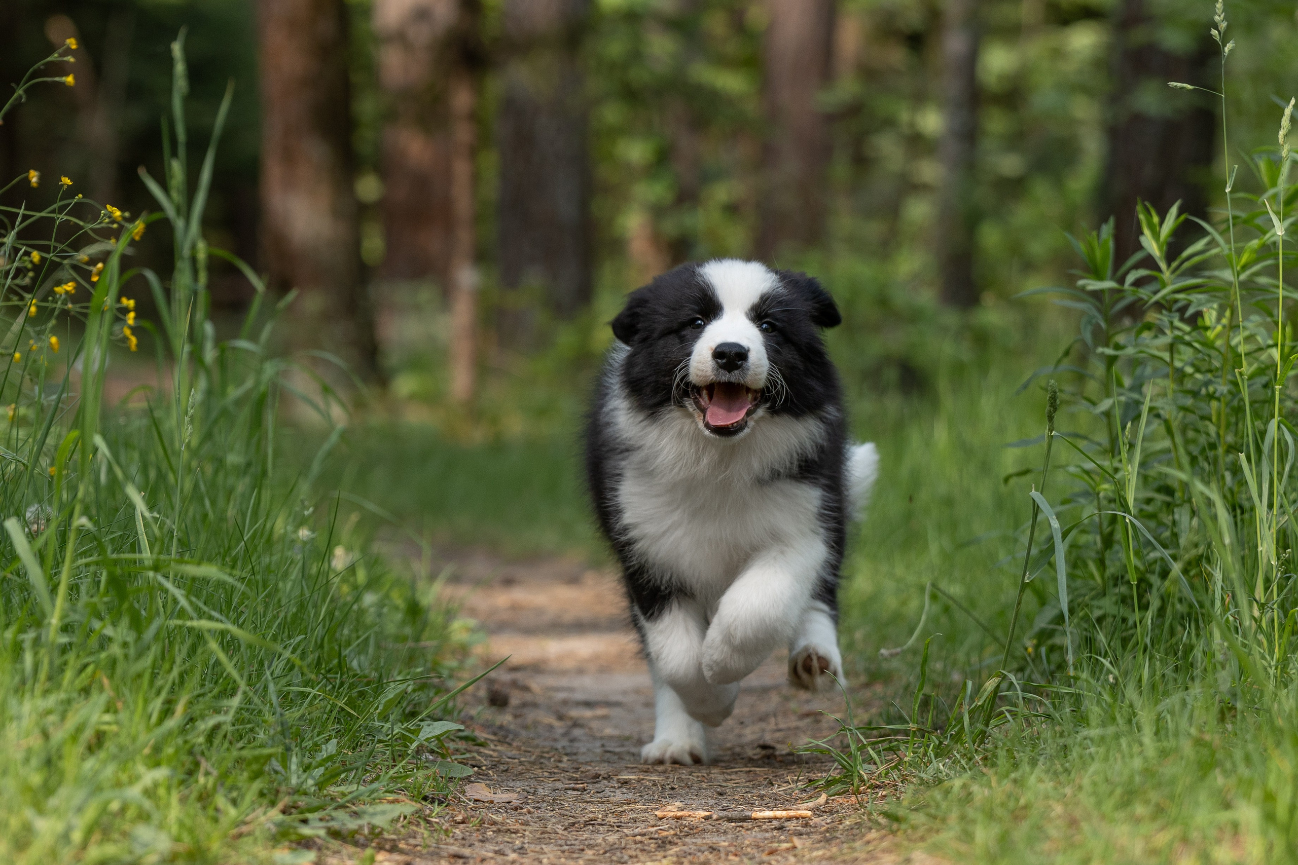 Бордеры. Купить щенка Вельш-корги-кардиган в семейном питомнике — Ice Fantasy