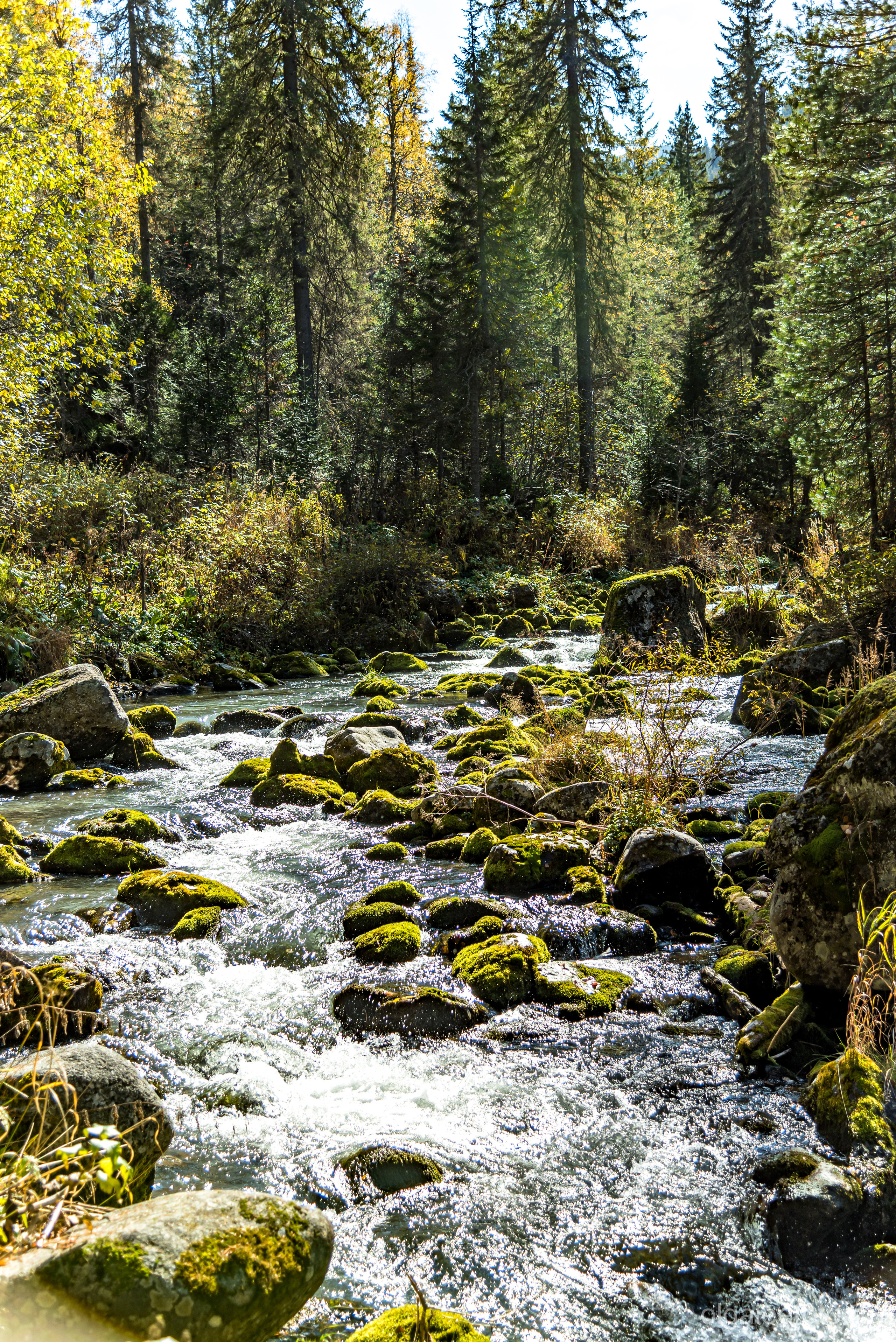 Мамай осенний. Туры на Байкал с фотографом под ключ. Фотосессии на Ольхоне