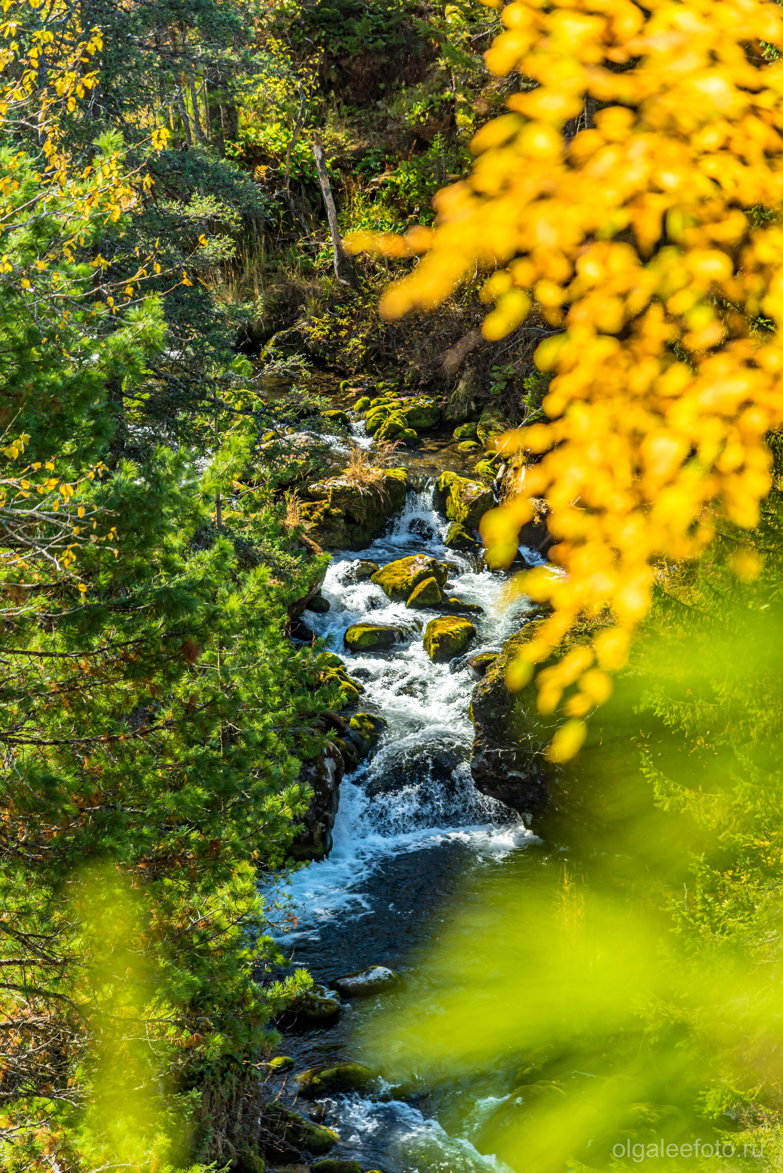 Мамай осенний. Туры на Байкал с фотографом под ключ. Фотосессии на Ольхоне