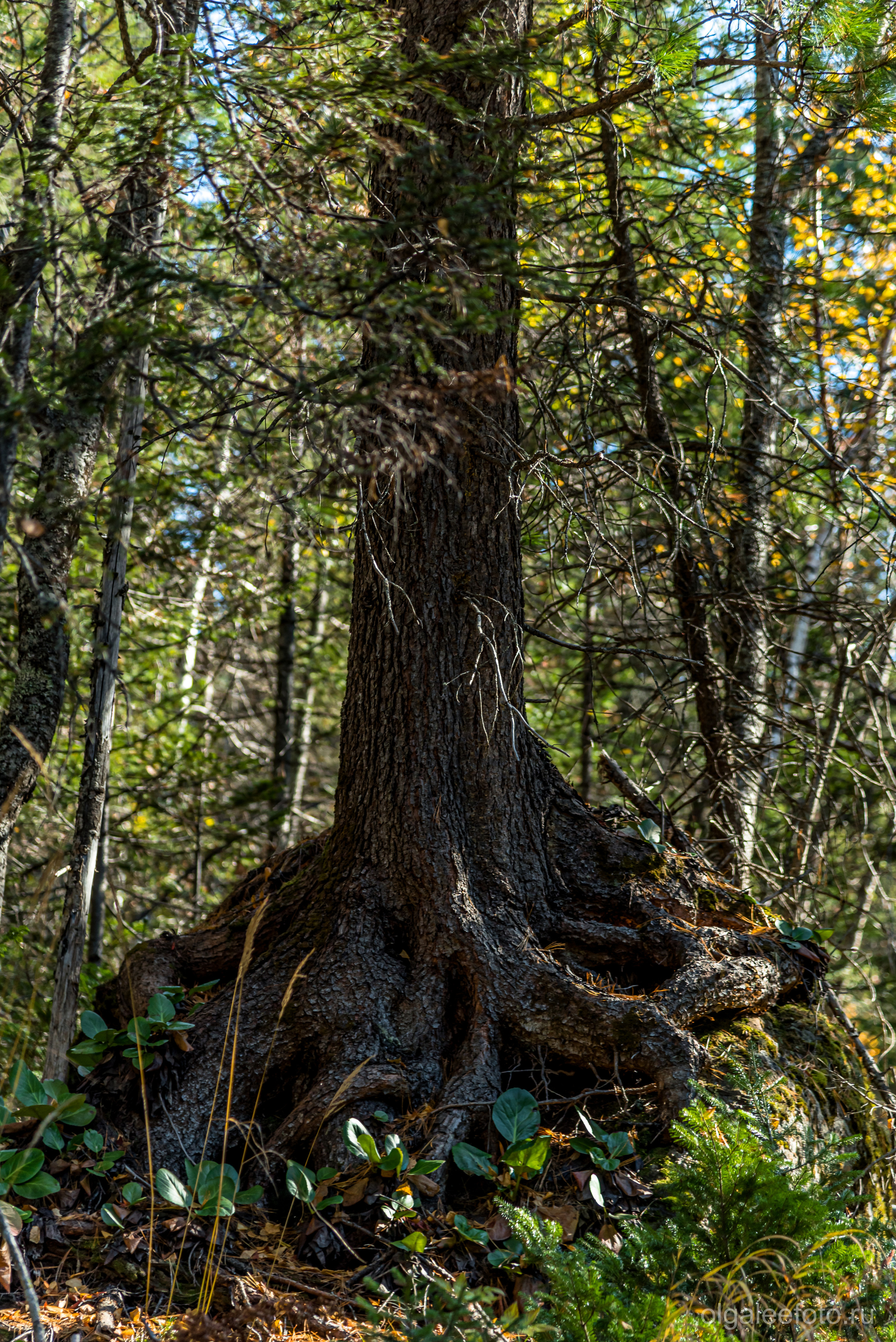 Мамай осенний. Туры на Байкал с фотографом под ключ. Фотосессии на Ольхоне