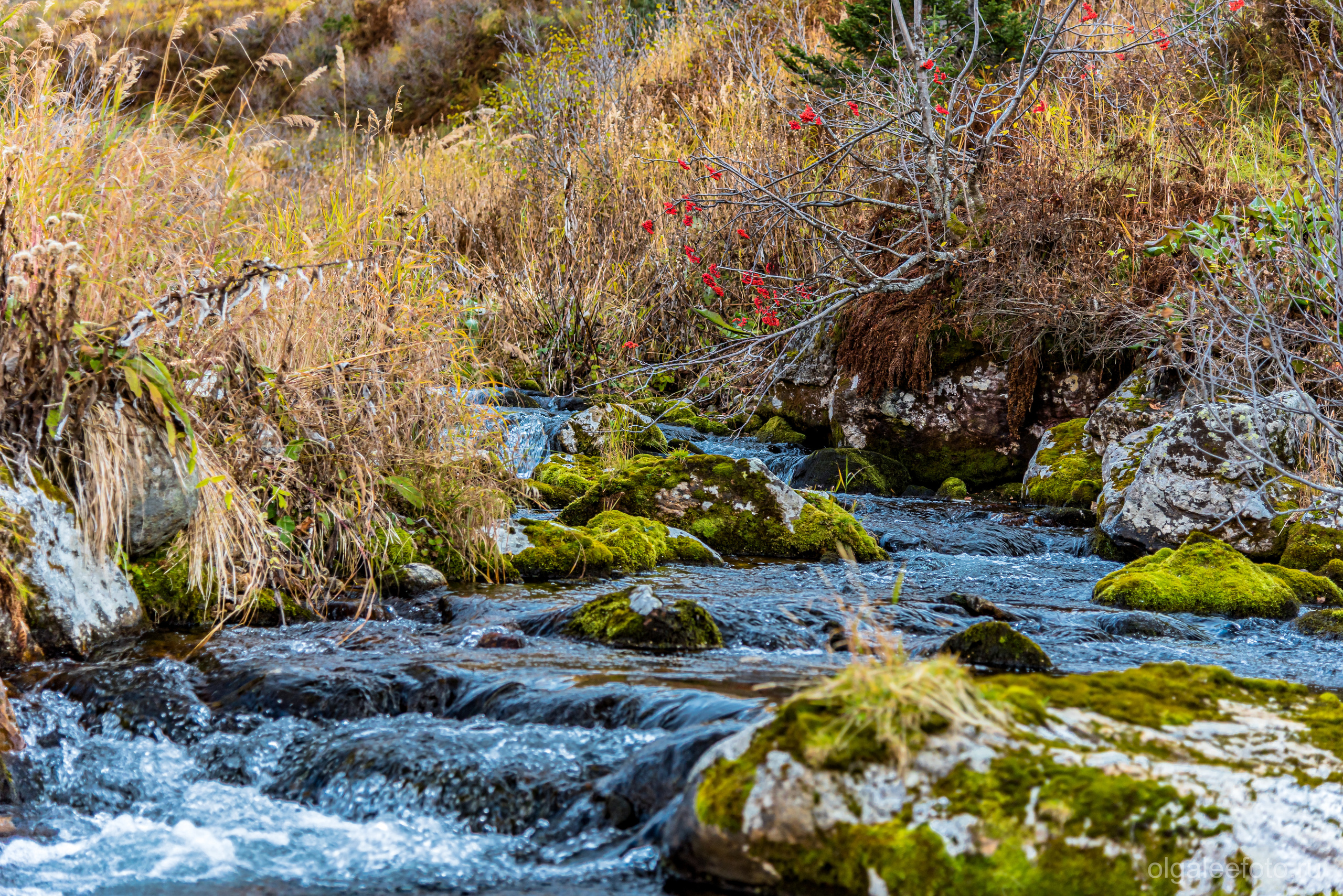 Мамай осенний. Туры на Байкал с фотографом под ключ. Фотосессии на Ольхоне