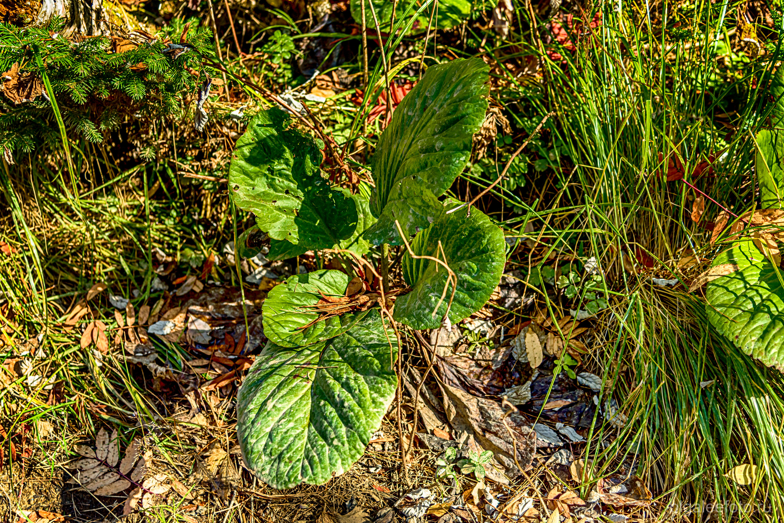 Мамай осенний. Туры на Байкал с фотографом под ключ. Фотосессии на Ольхоне