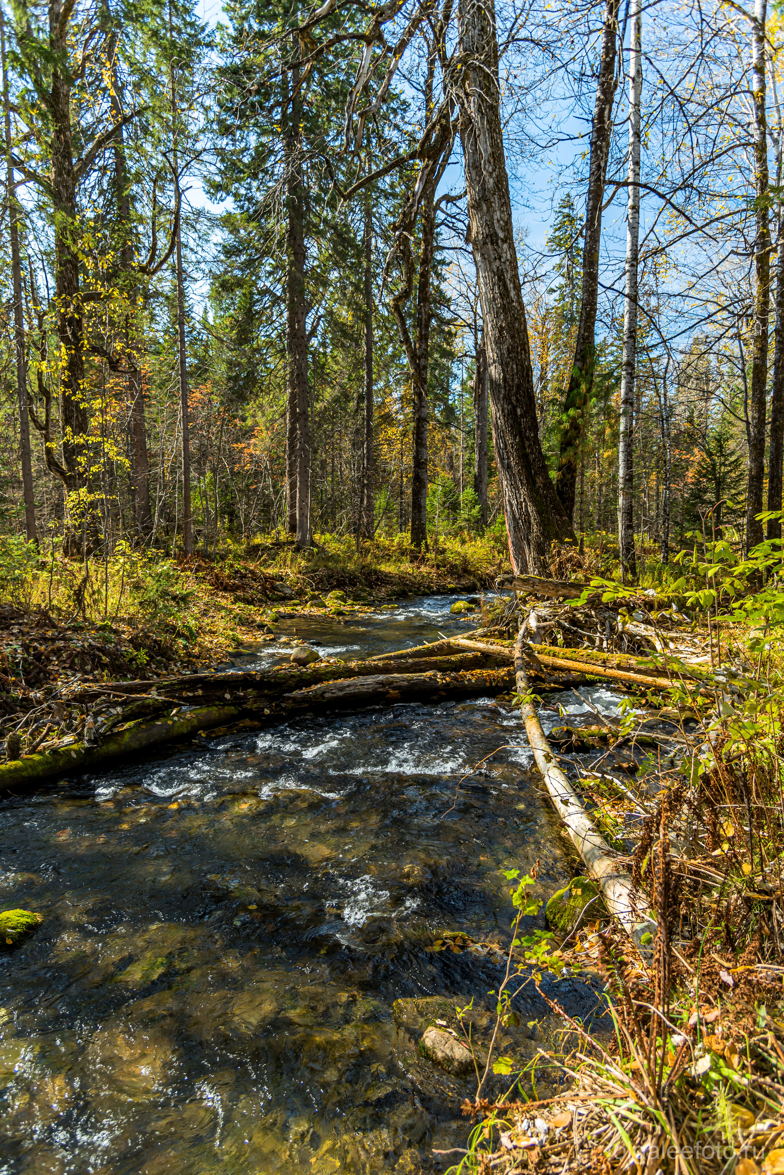 Мамай осенний. Туры на Байкал с фотографом под ключ. Фотосессии на Ольхоне
