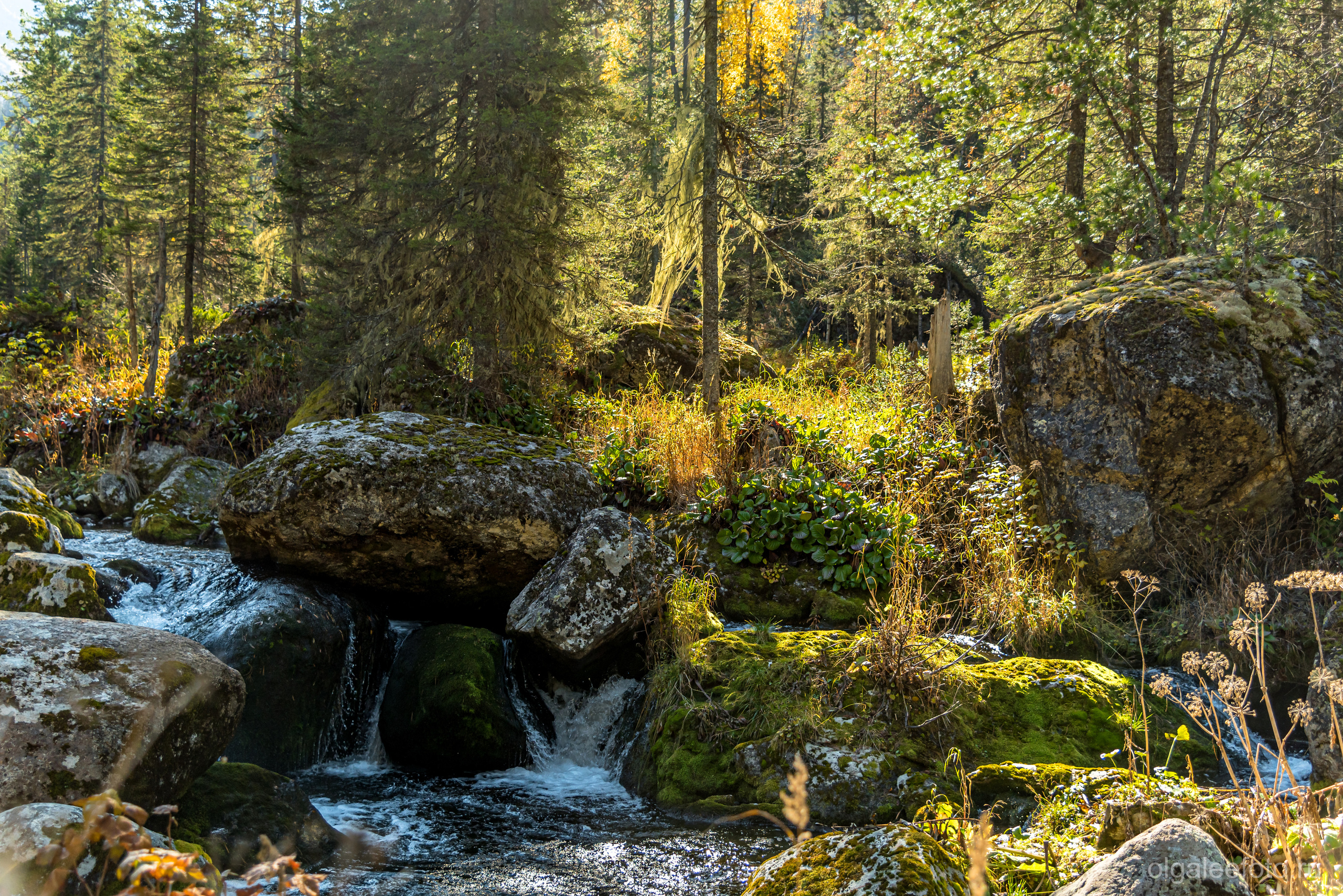Мамай осенний. Туры на Байкал с фотографом под ключ. Фотосессии на Ольхоне