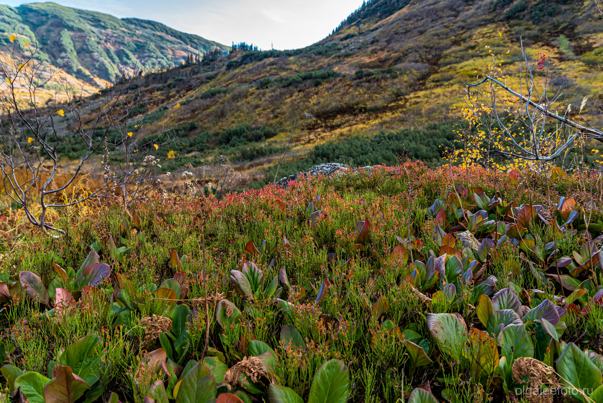 Мамай осенний. Туры на Байкал с фотографом под ключ. Фотосессии на Ольхоне
