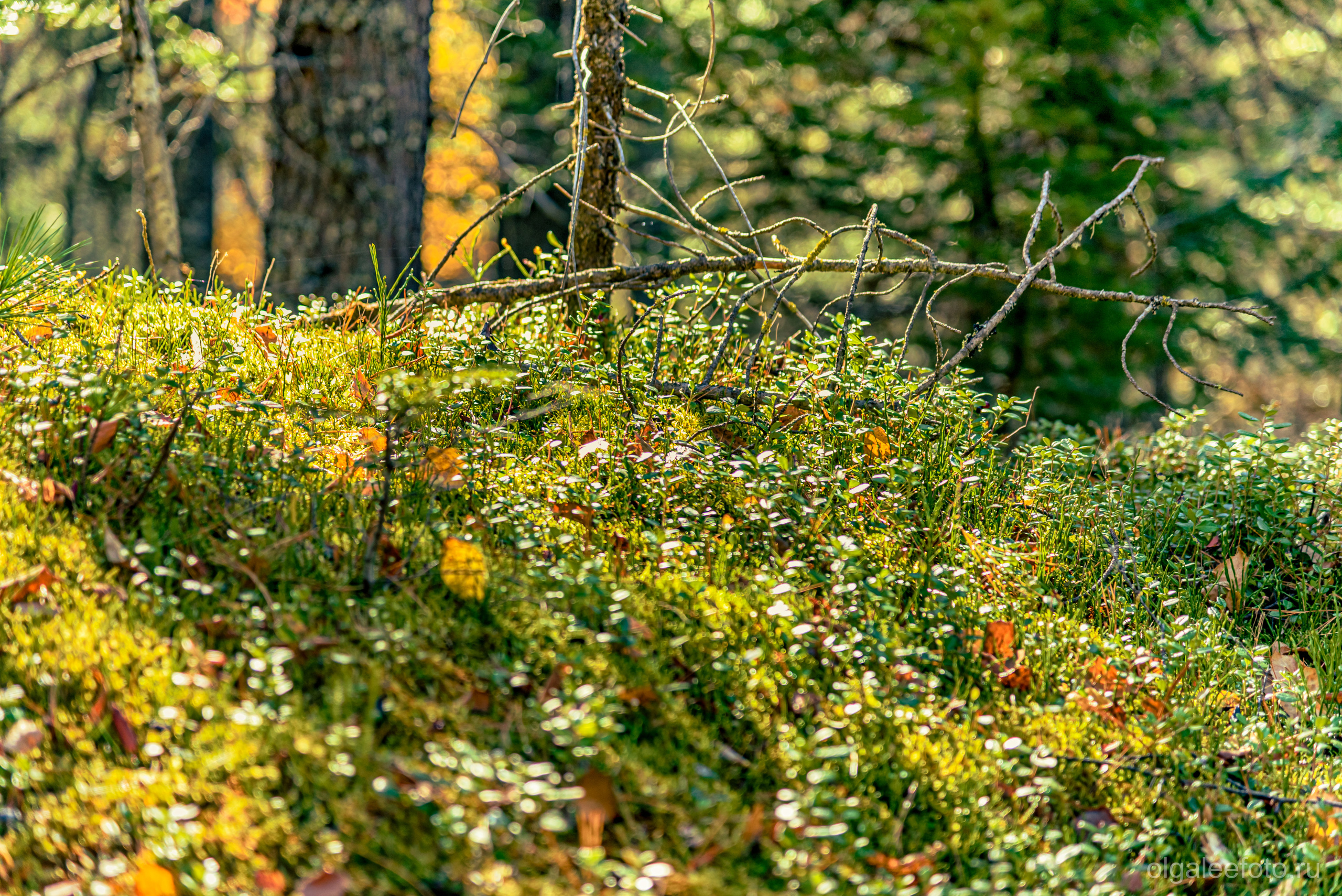 Мамай осенний. Туры на Байкал с фотографом под ключ. Фотосессии на Ольхоне