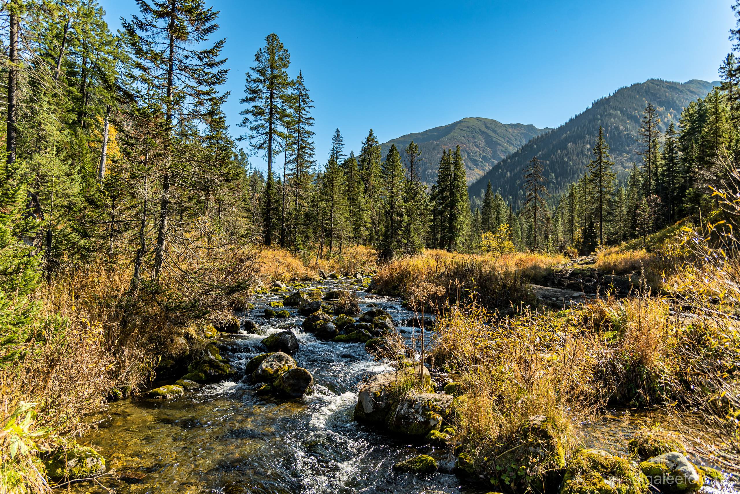 Мамай осенний. Туры на Байкал с фотографом под ключ. Фотосессии на Ольхоне