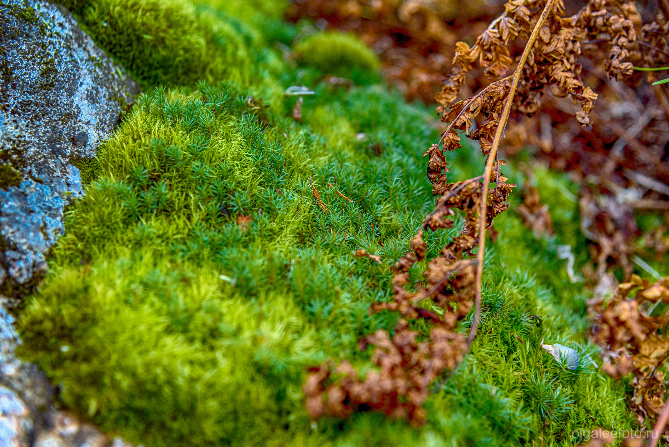 Мамай осенний. Туры на Байкал с фотографом под ключ. Фотосессии на Ольхоне