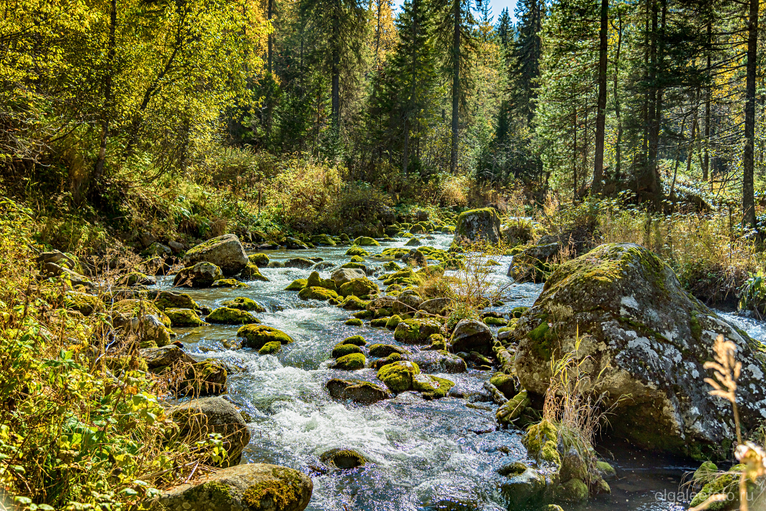 Мамай осенний. Туры на Байкал с фотографом под ключ. Фотосессии на Ольхоне