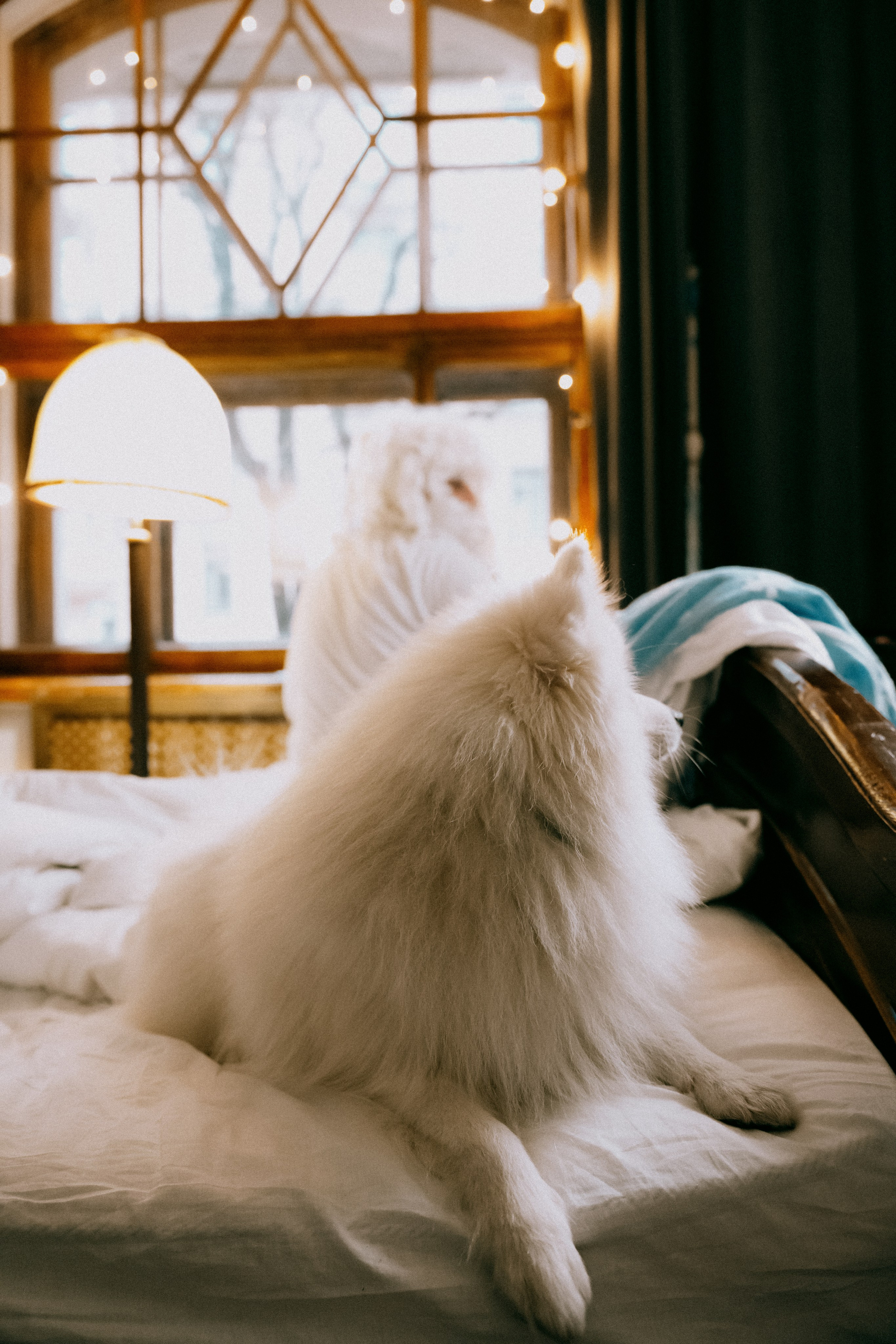 Новогодняя сказка: «Он настоящий!». Кошенкова Мария: портретный и репортажный фотограф. Санкт-Петербург