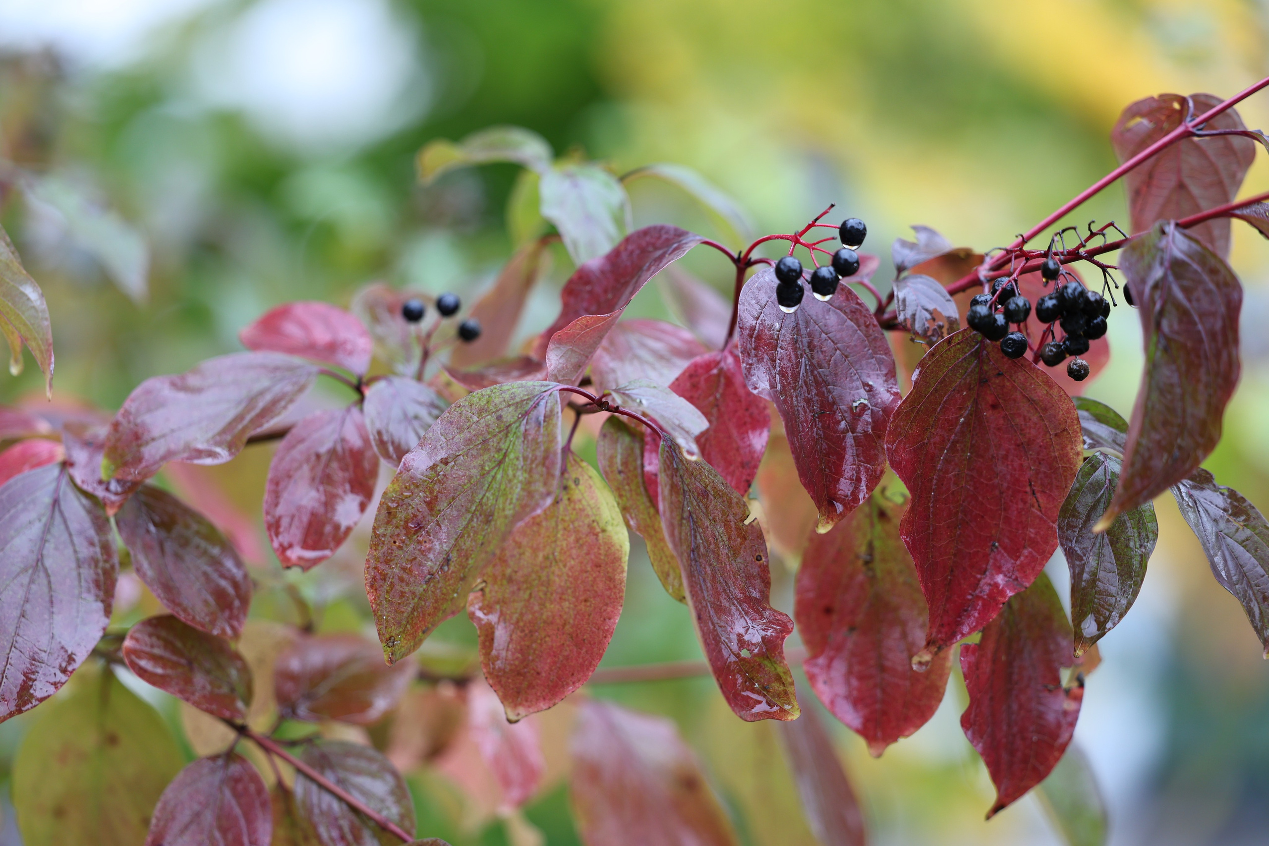Мария Алексеева. Фотограф в Москве