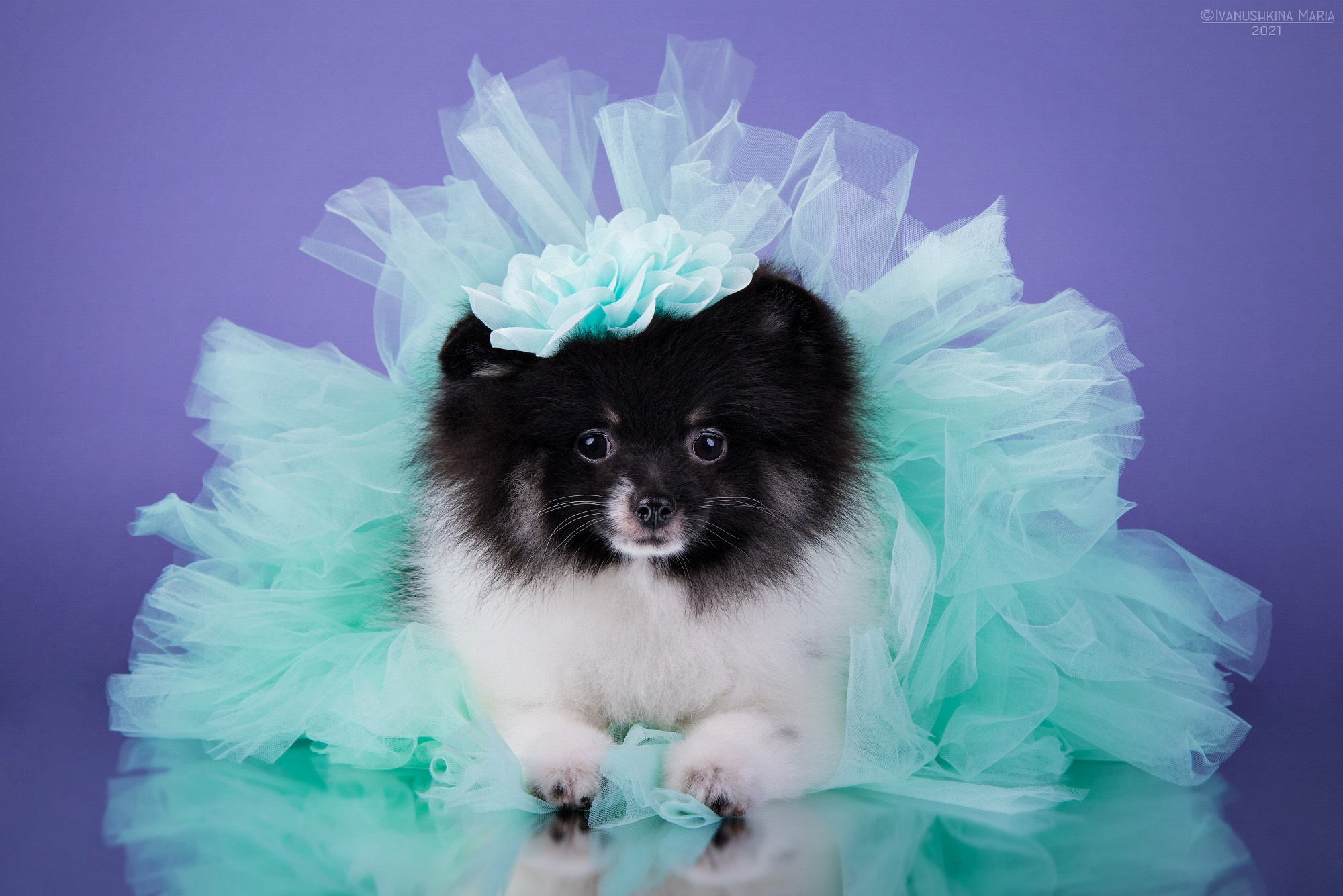 Фотосессия щенков на фонах. Фотограф собак в Москве и Московской области Иванушкина Мария