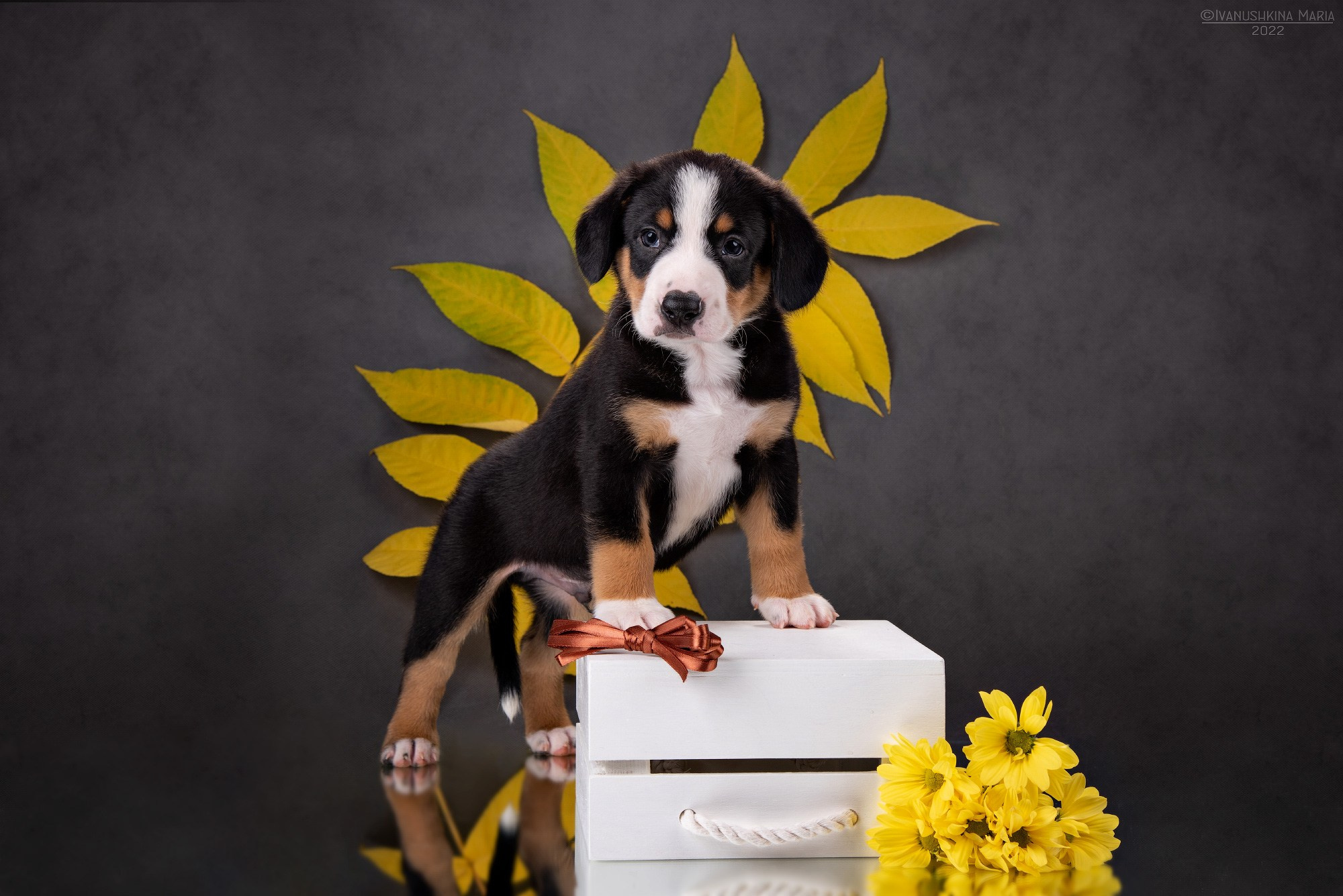 Фотосессия щенков на фонах. Фотограф собак в Москве и Московской области Иванушкина Мария