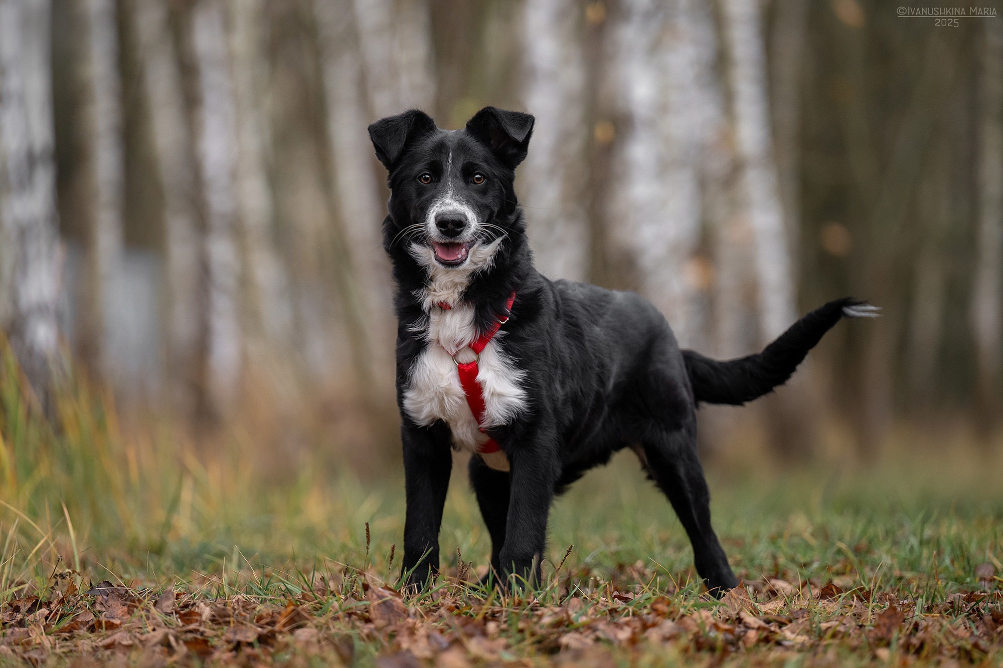 Пиарные фотосессии собак на пристройство. Фотограф собак в Москве и Московской области Иванушкина Мария