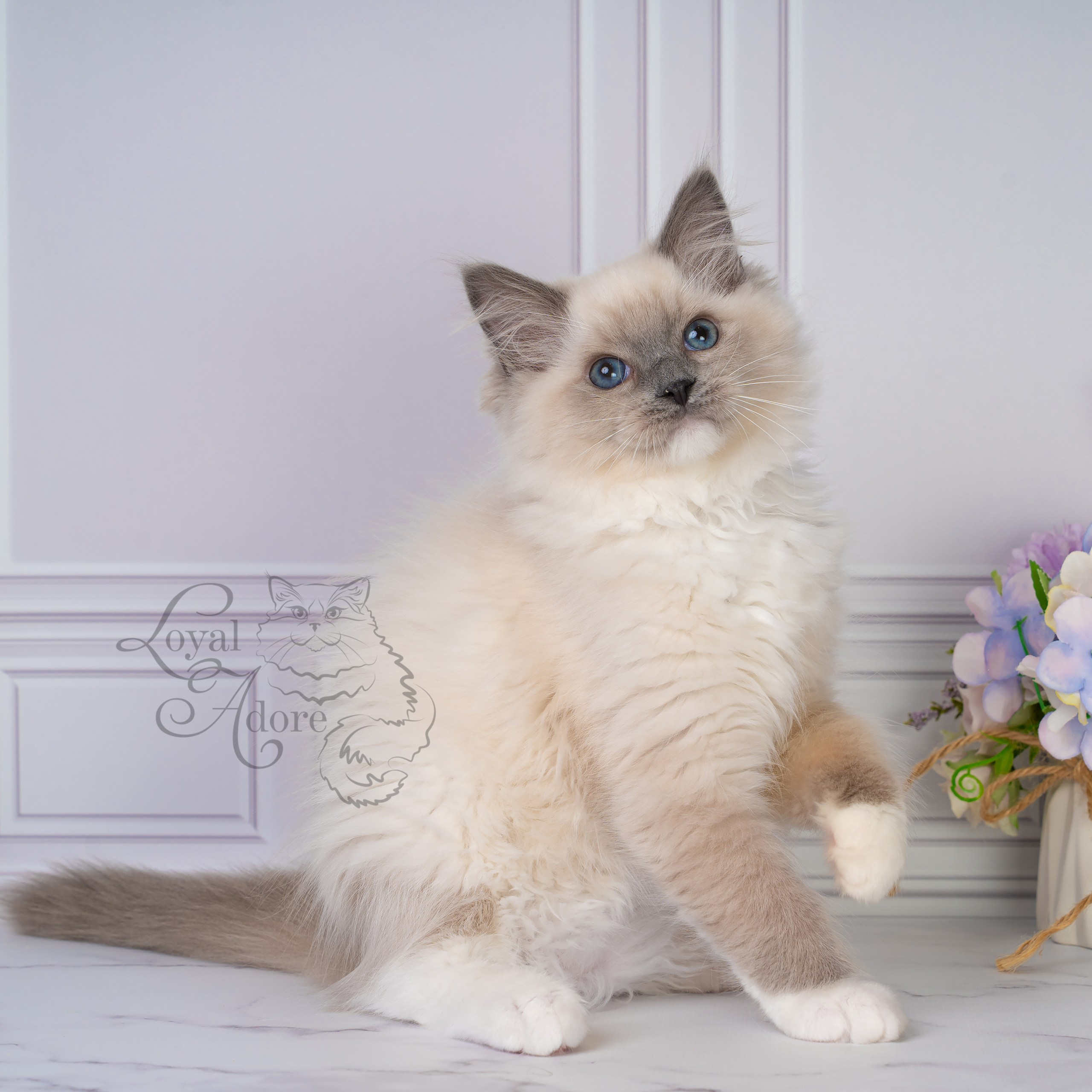 Все свободные котята. Питомник рэгдолл Loyal Adore