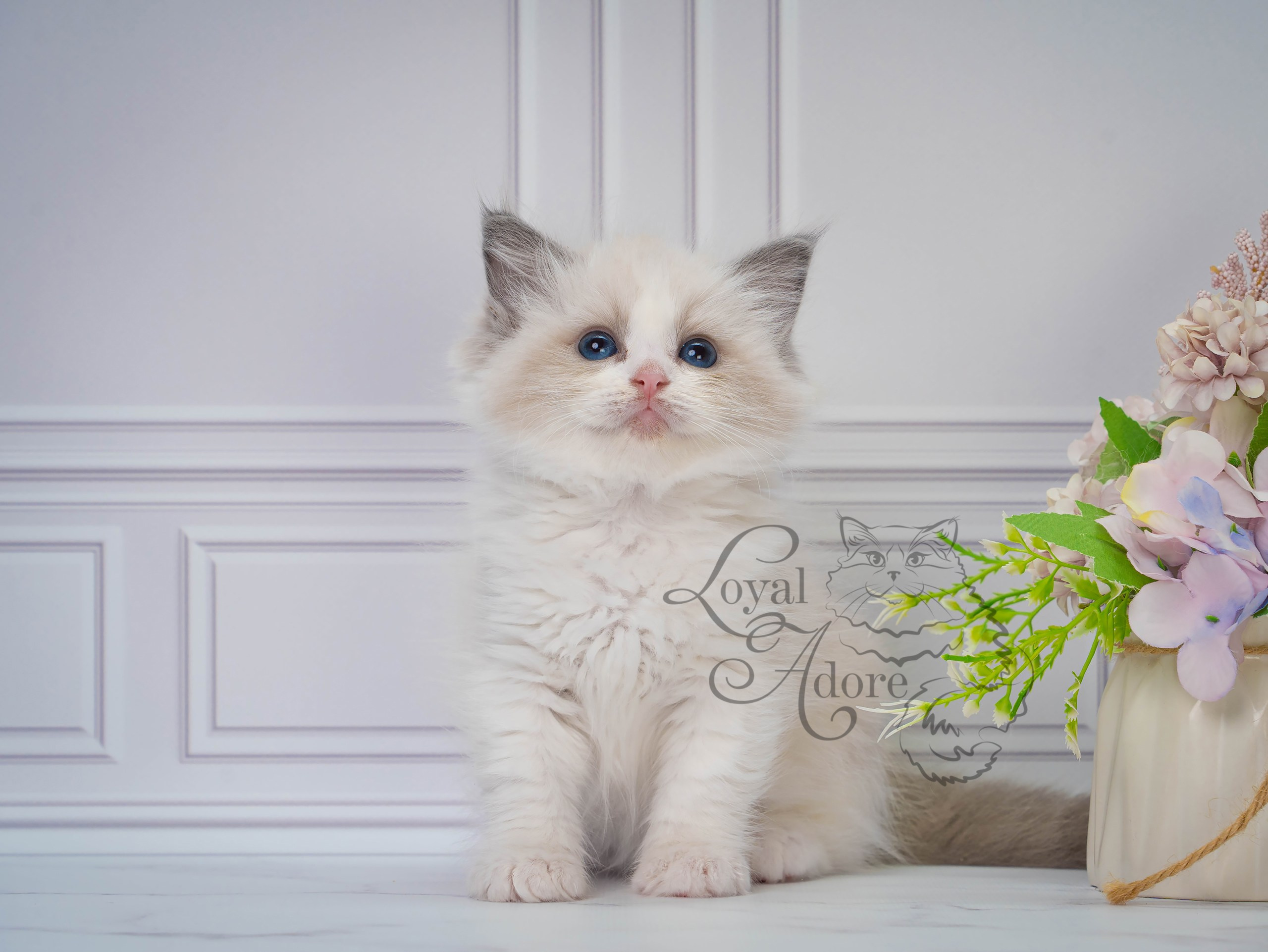 Котята рэгдолл от Loyal Adore. Питомник рэгдолл Loyal Adore