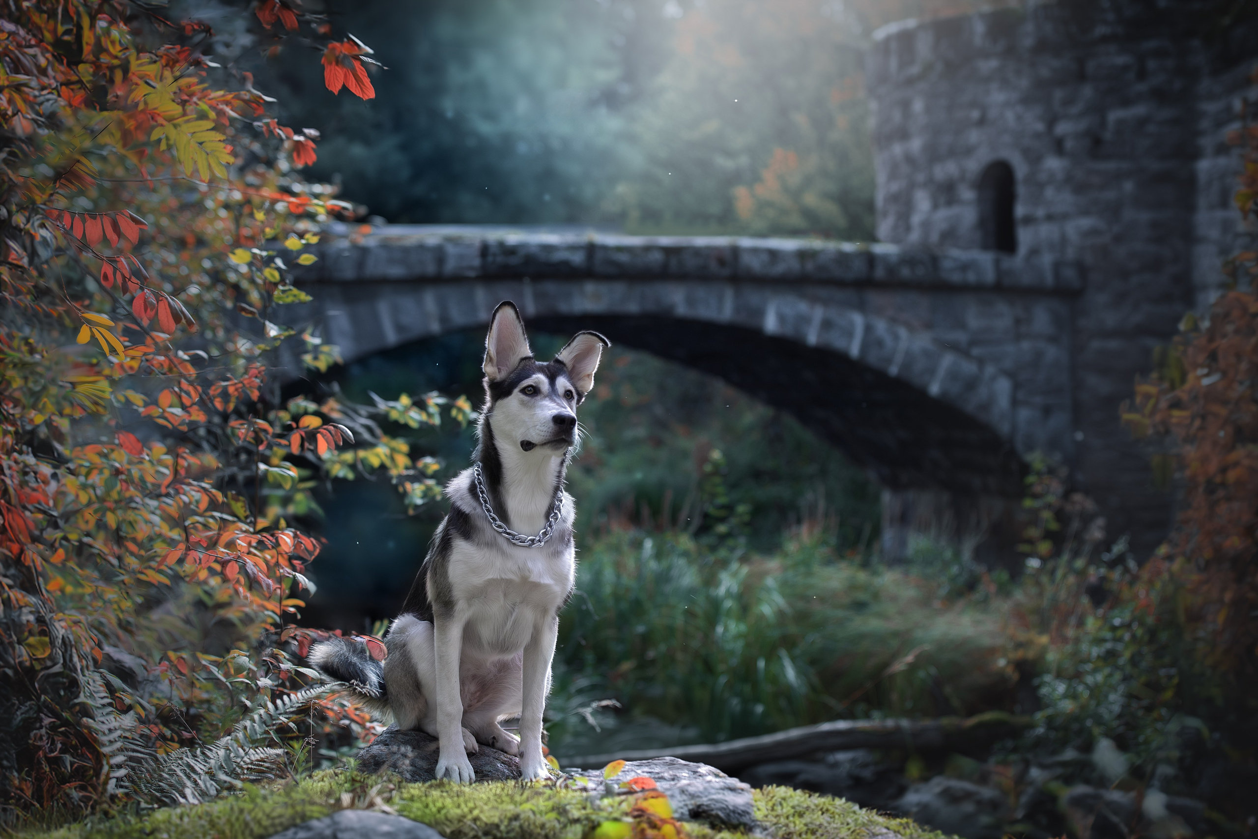 Фотограф анималист в Санкт-Петербурге Светлана Писарева