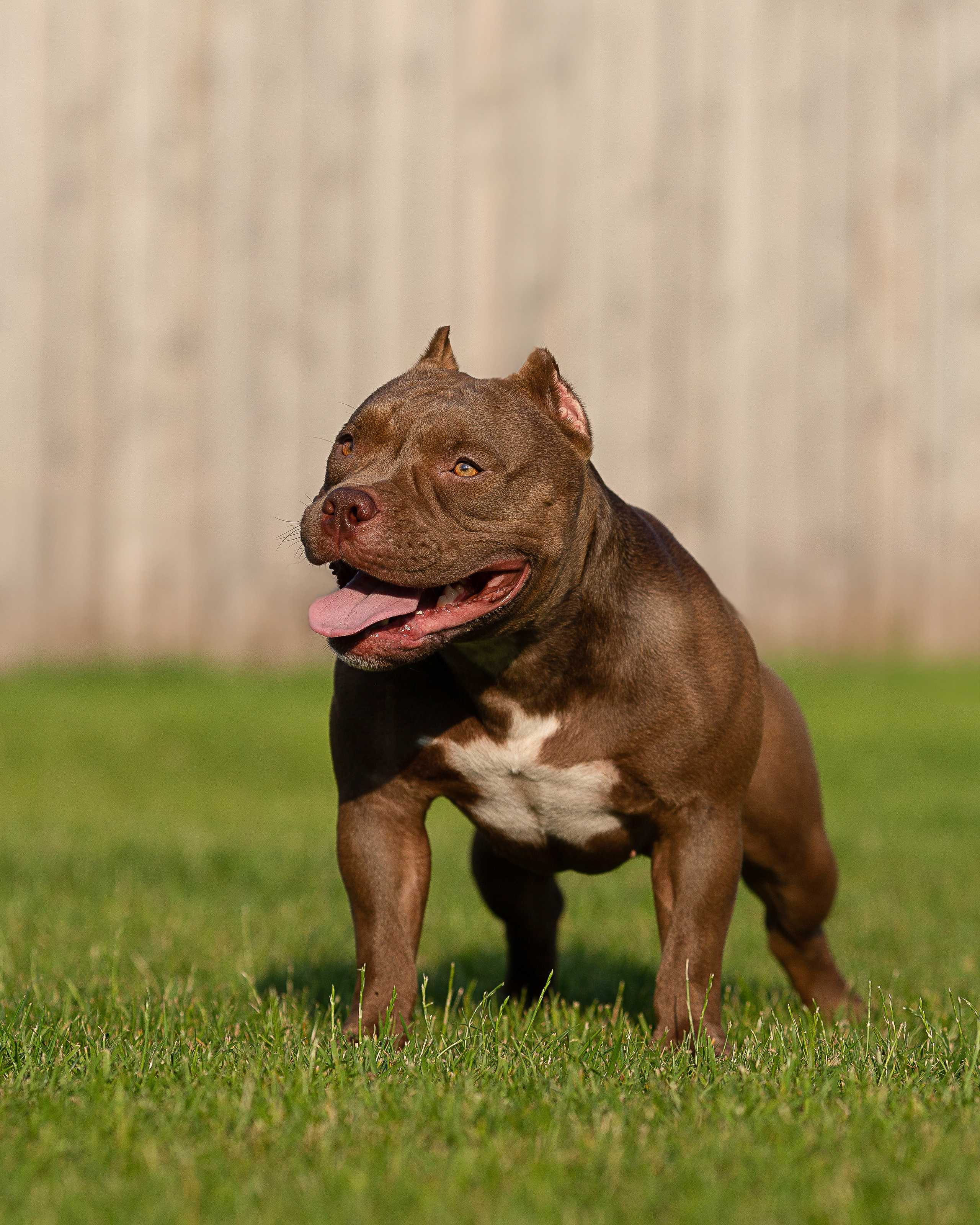 Фотограф Анималист в Перми Анастасия Остерман