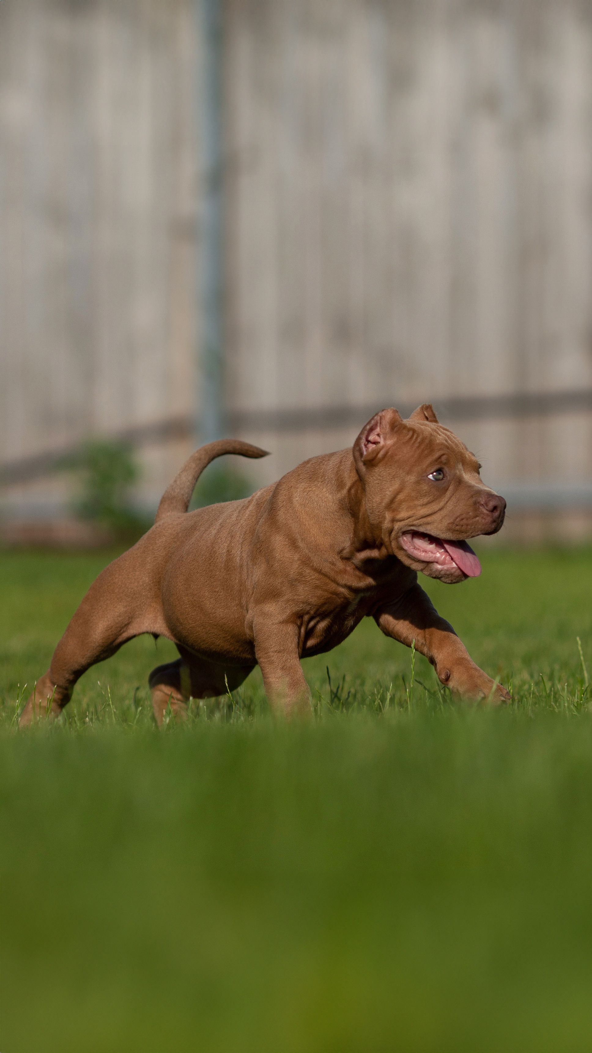 Фотограф Анималист в Перми Анастасия Остерман