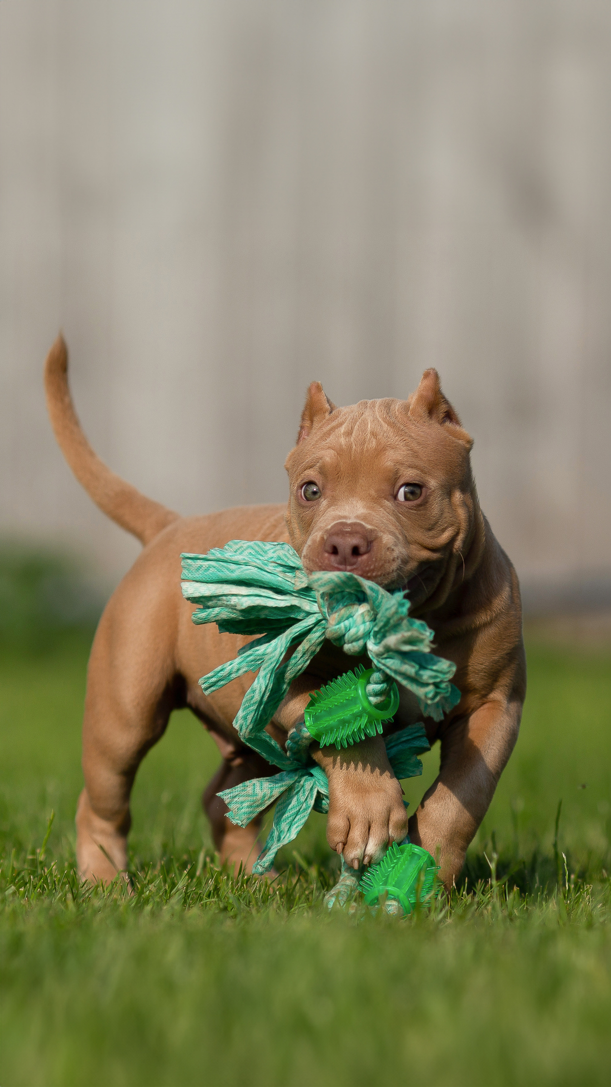 Фотограф Анималист в Перми Анастасия Остерман