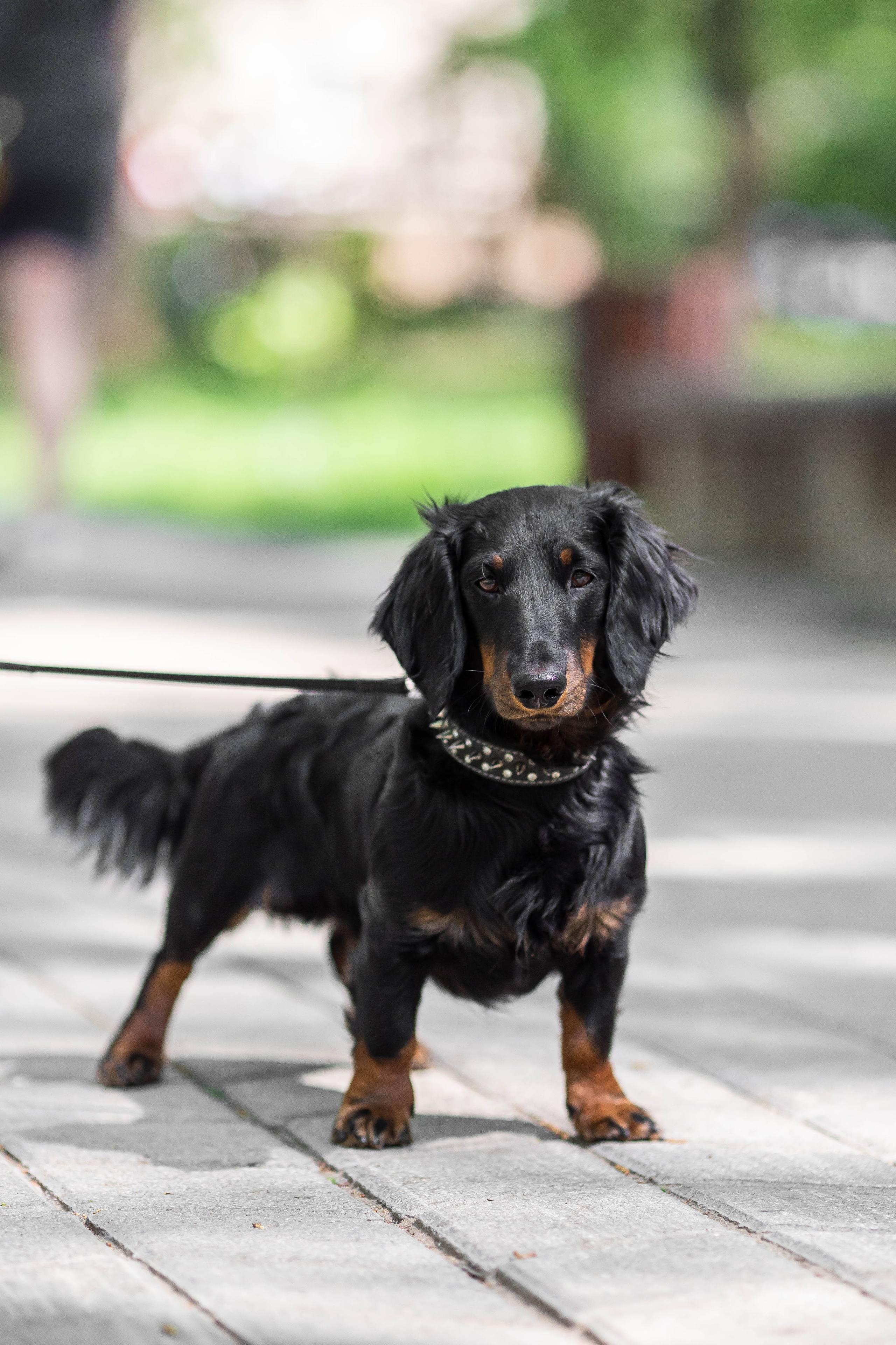 Фотограф Анималист в Перми Анастасия Остерман