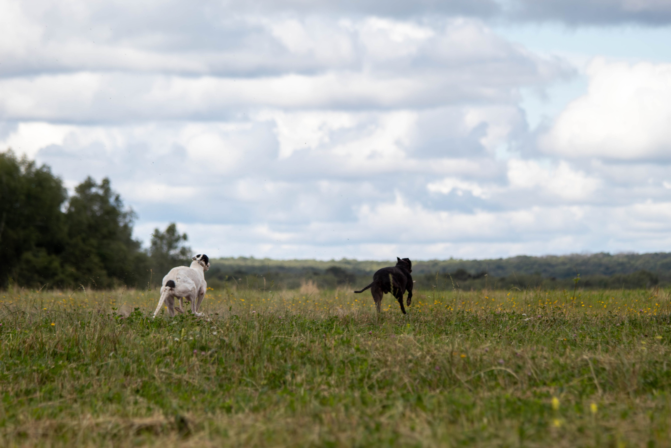Охота как искусство Ясная поляна. Фотограф анималист — Тула, Москва