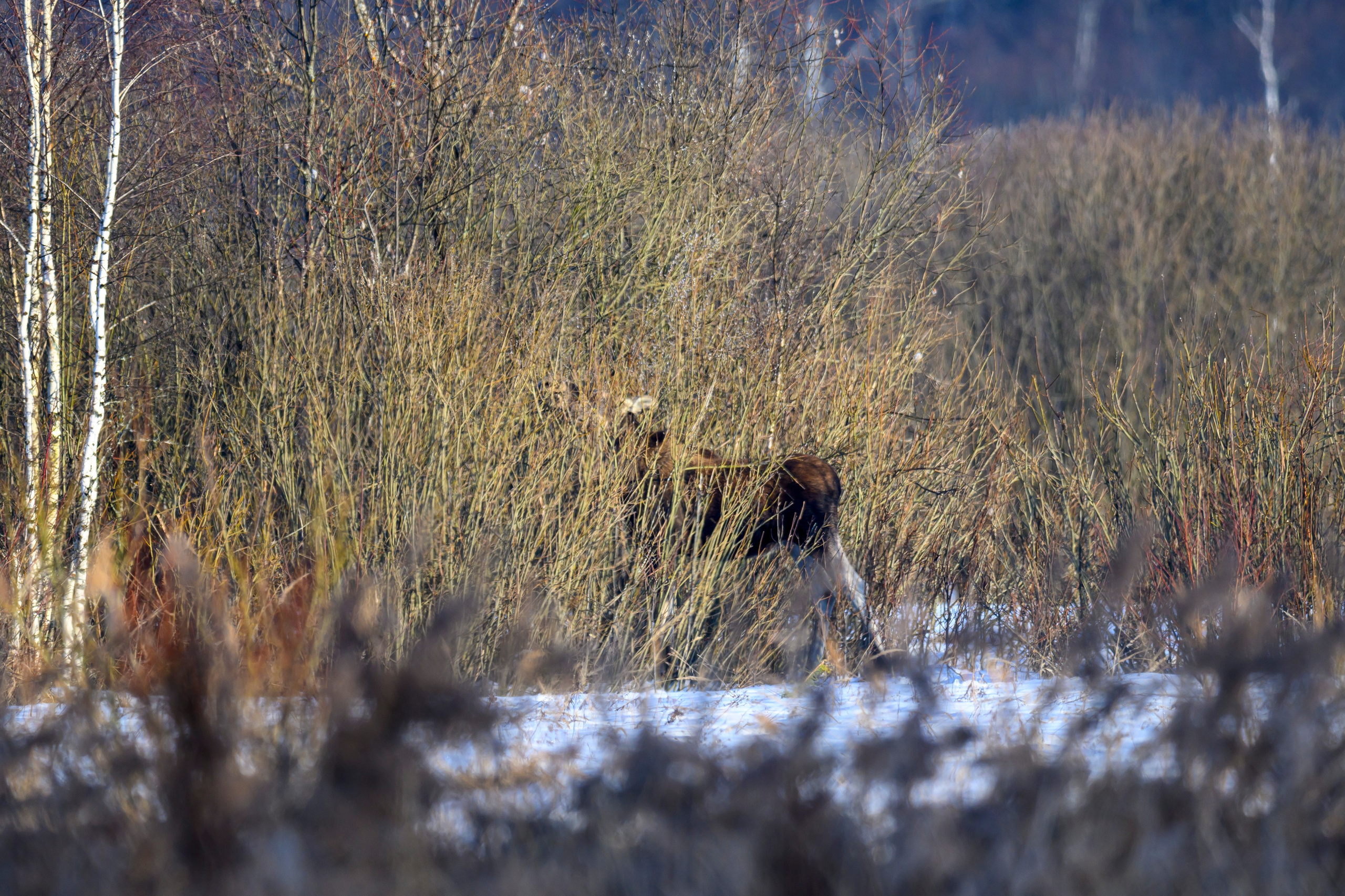 Лоси и куропатки. Фотограф Сергей Пупонин