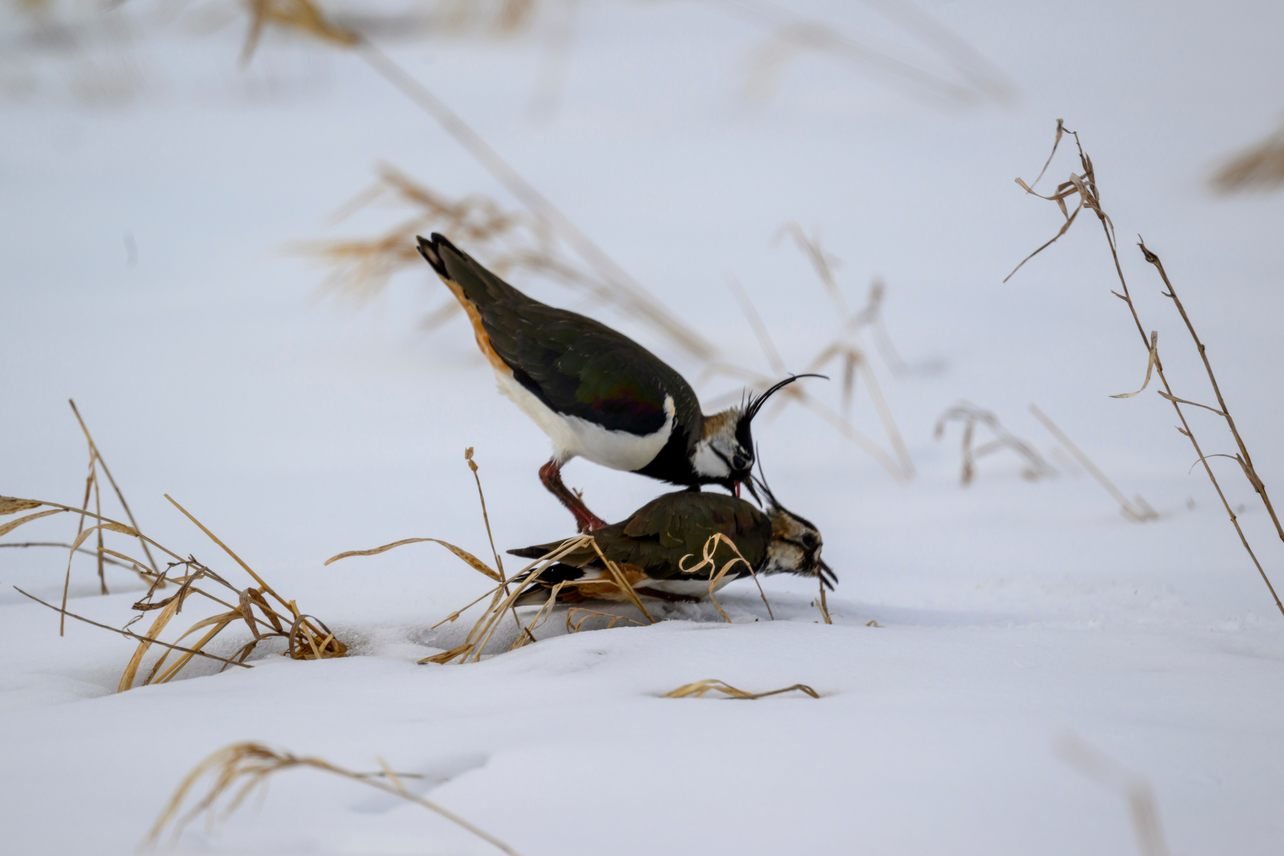 Сова, журавли и свадьба чибисов. Wildlife photography by Sergey Puponin