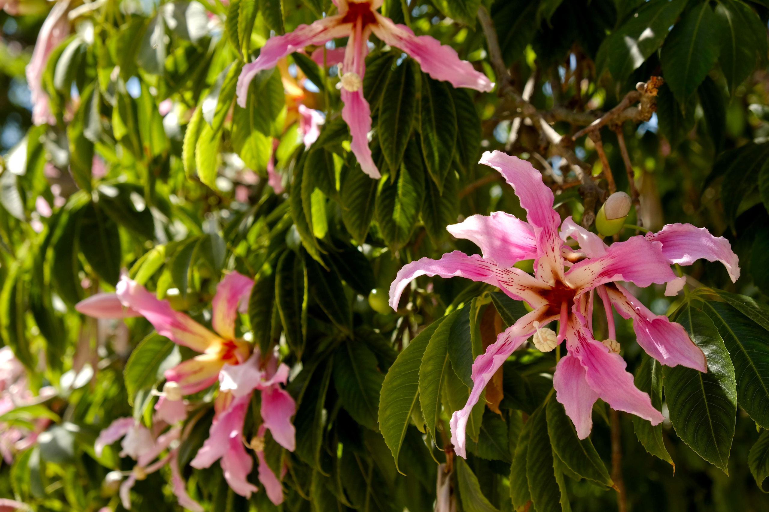 Парки Валенсии. Гид и фотограф в Валенсии Новиков Михаил