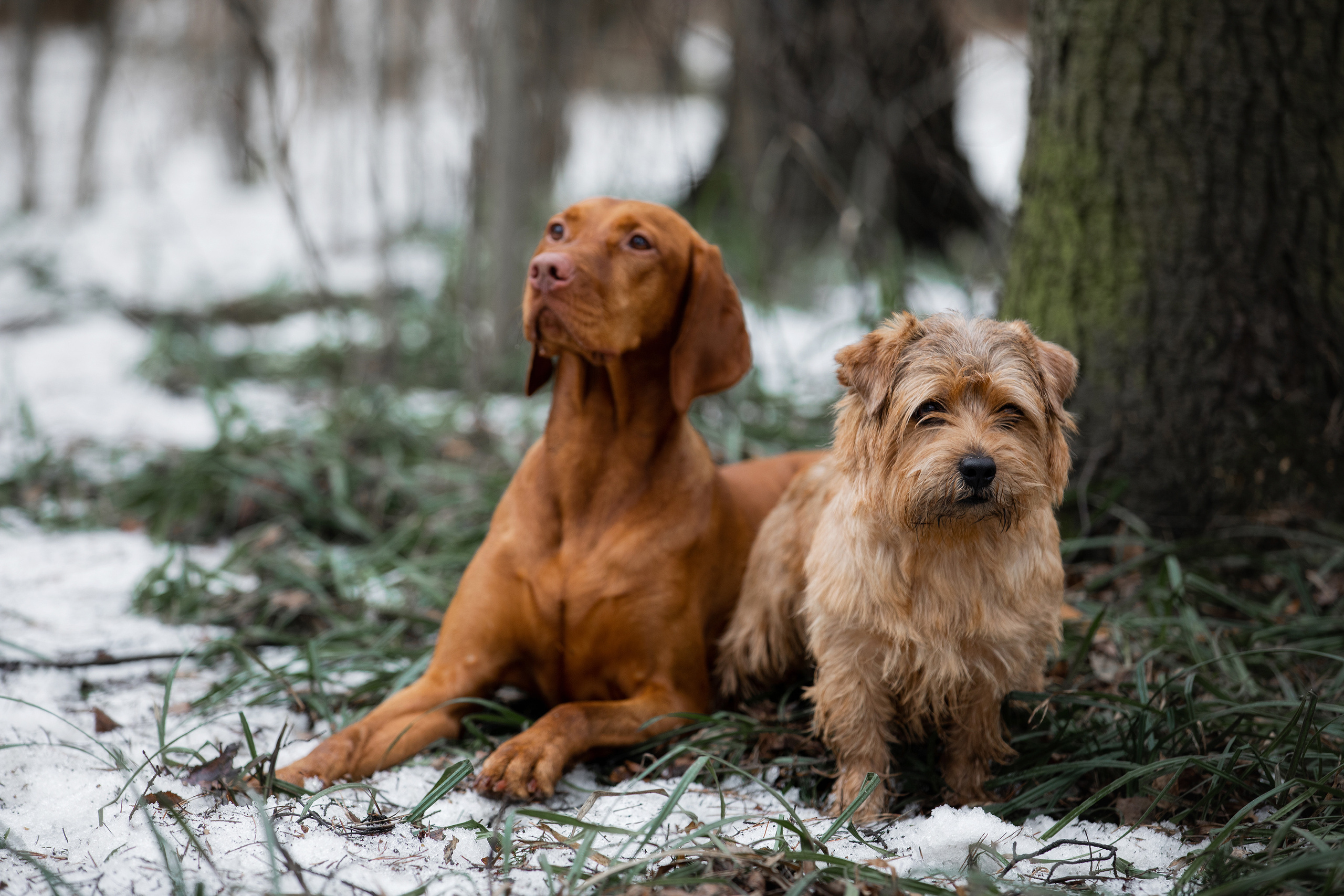 Фотограф Алена Звездина