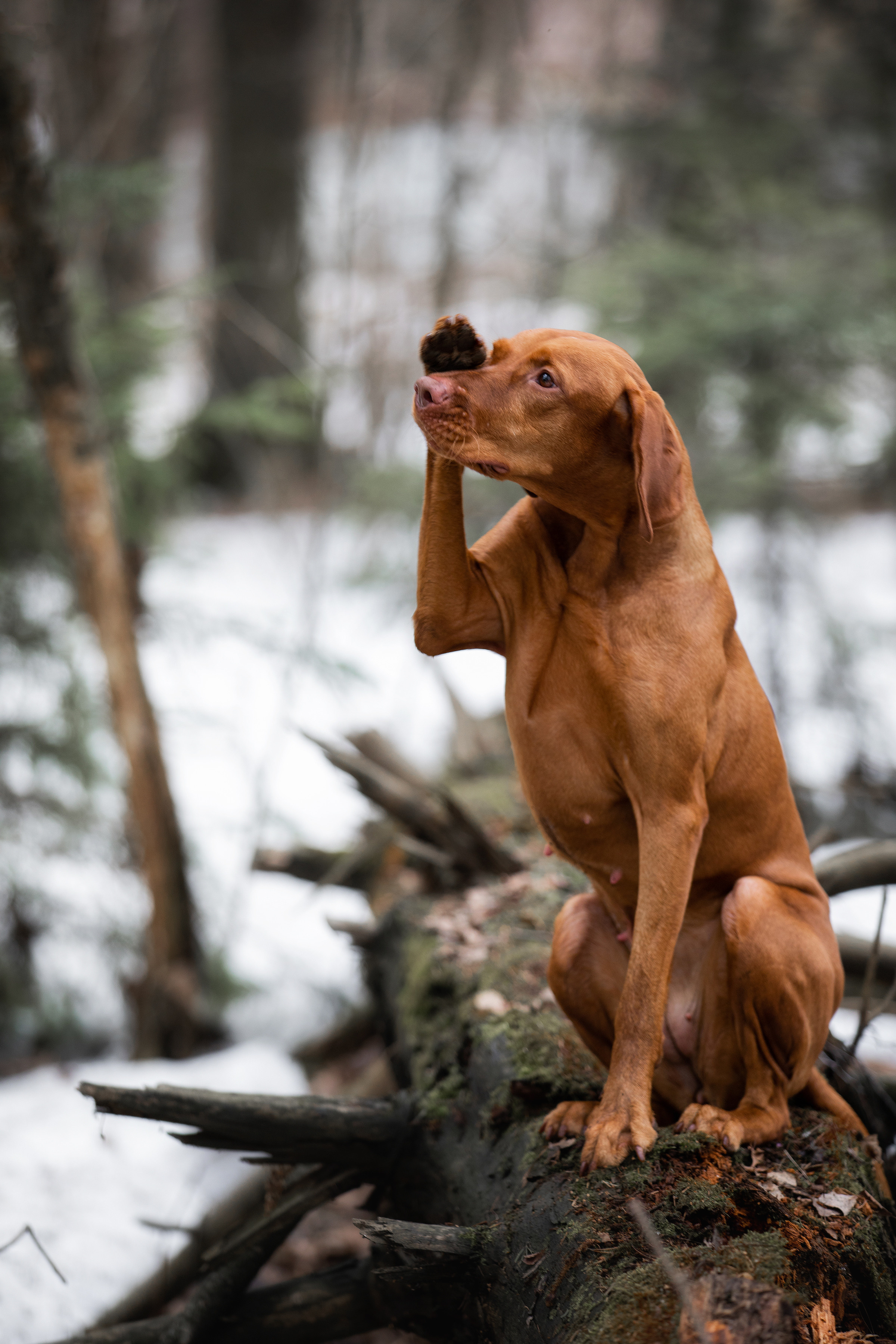 Фотограф Алена Звездина