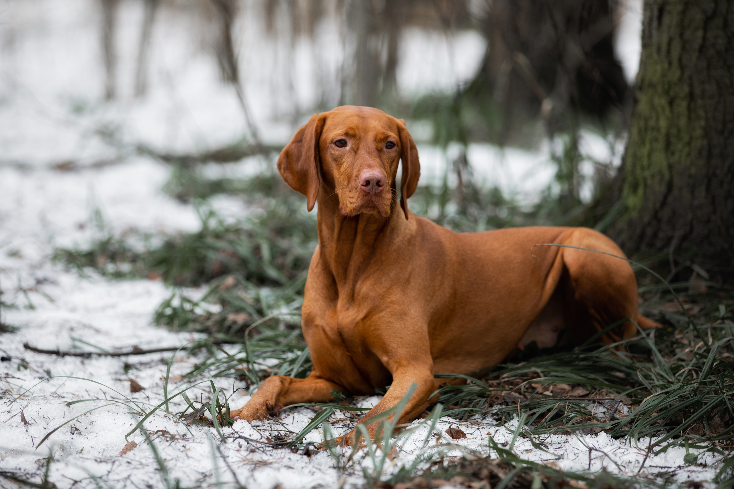Фотограф Алена Звездина