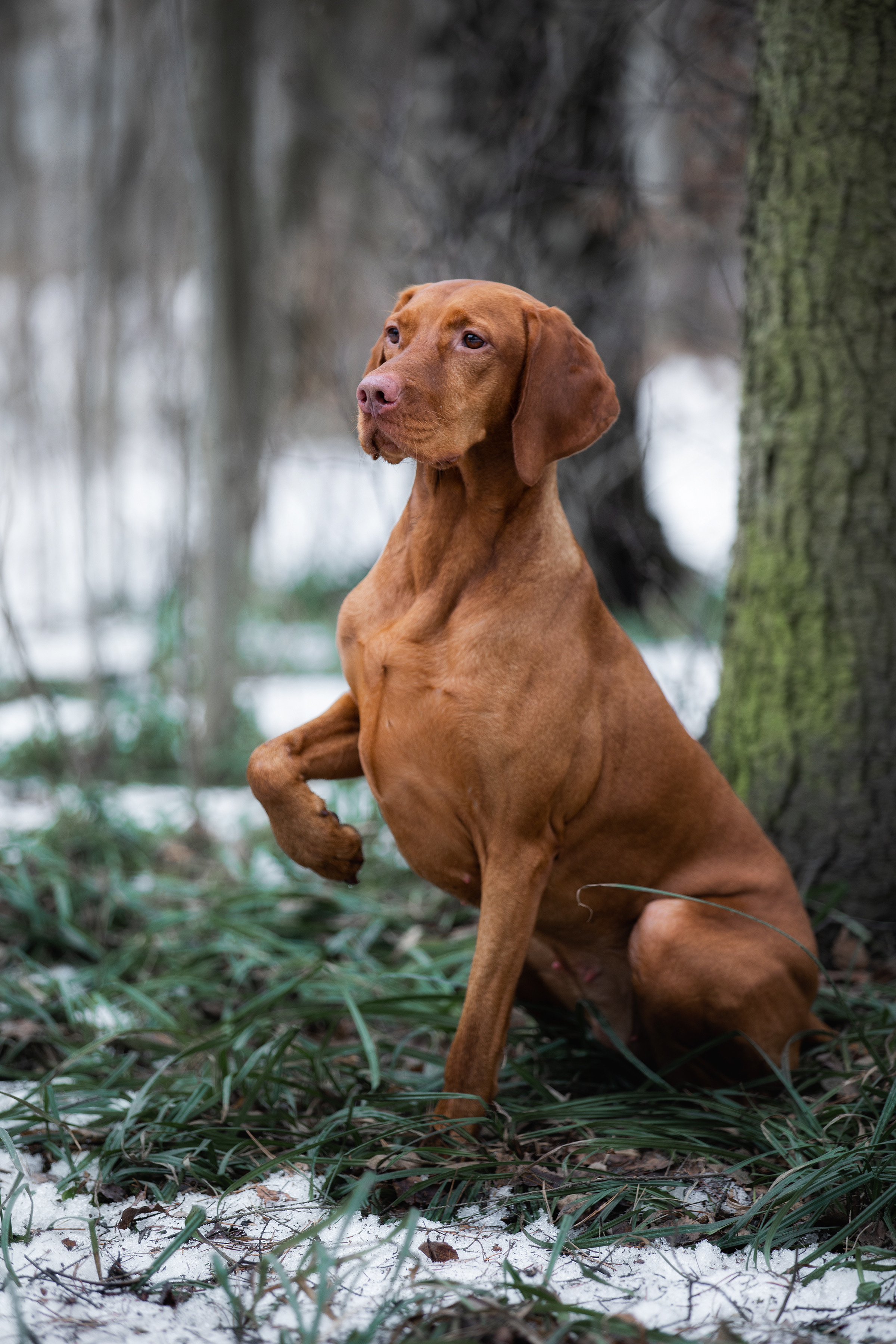 Фотограф Алена Звездина