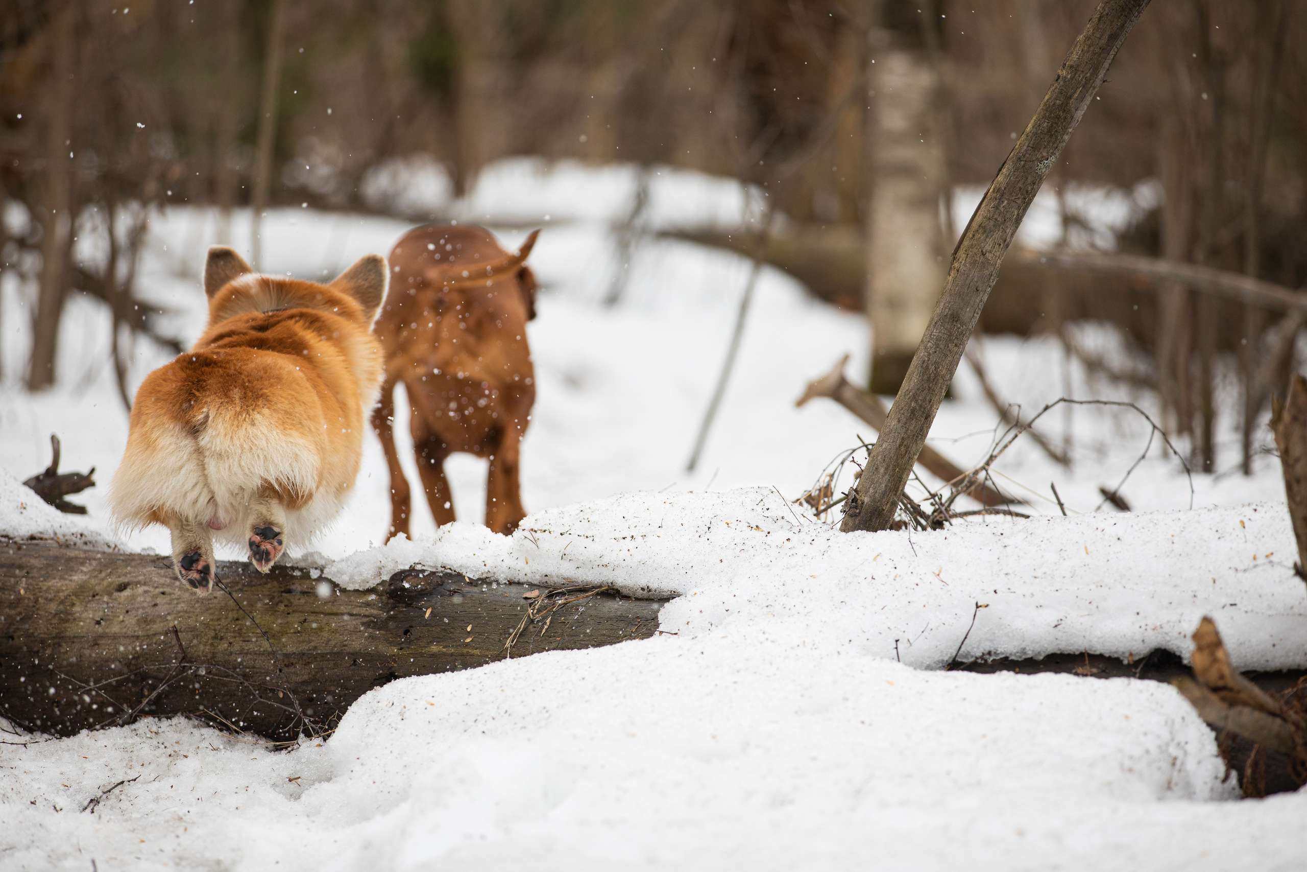 Фотограф Алена Звездина