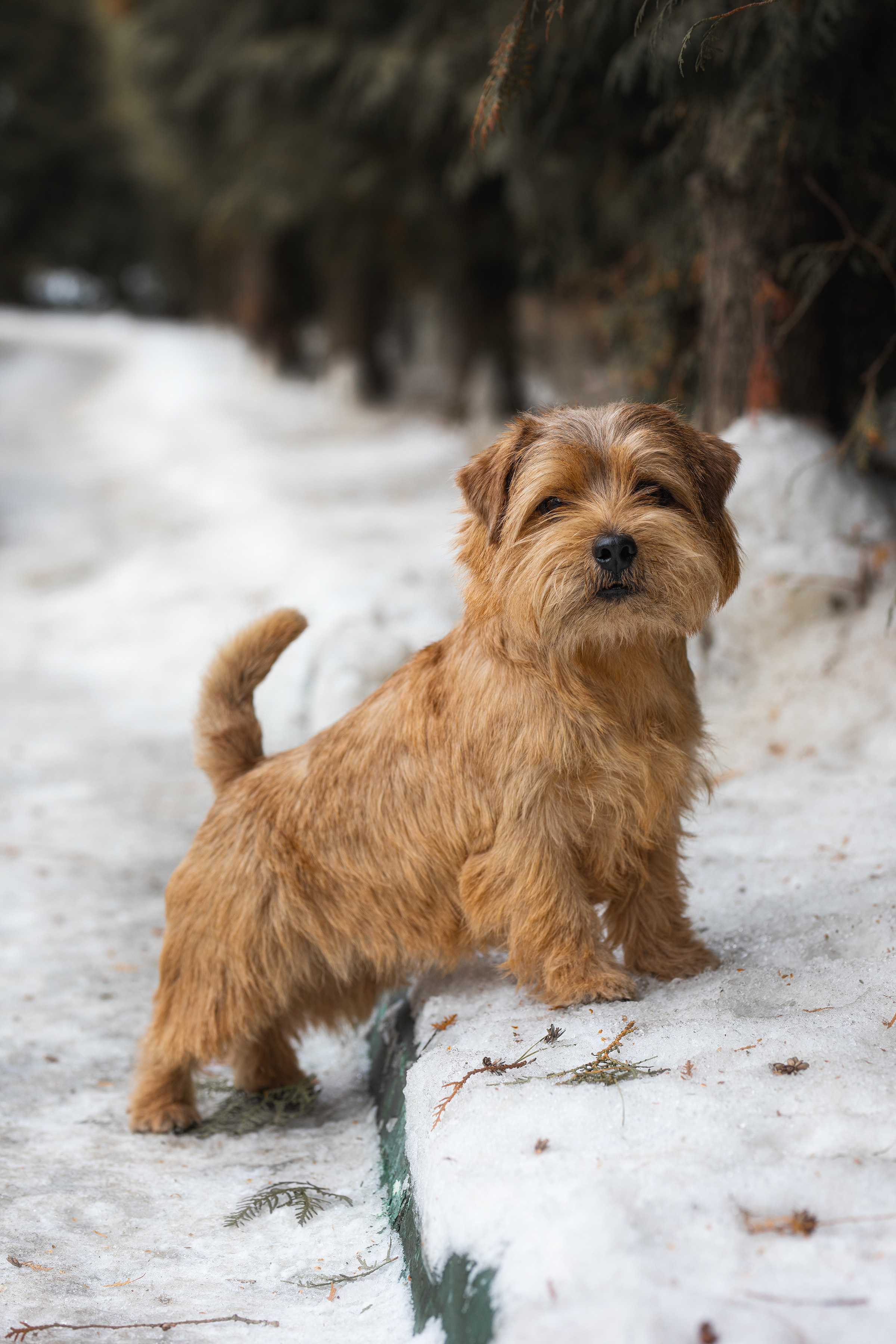 Фотограф Алена Звездина