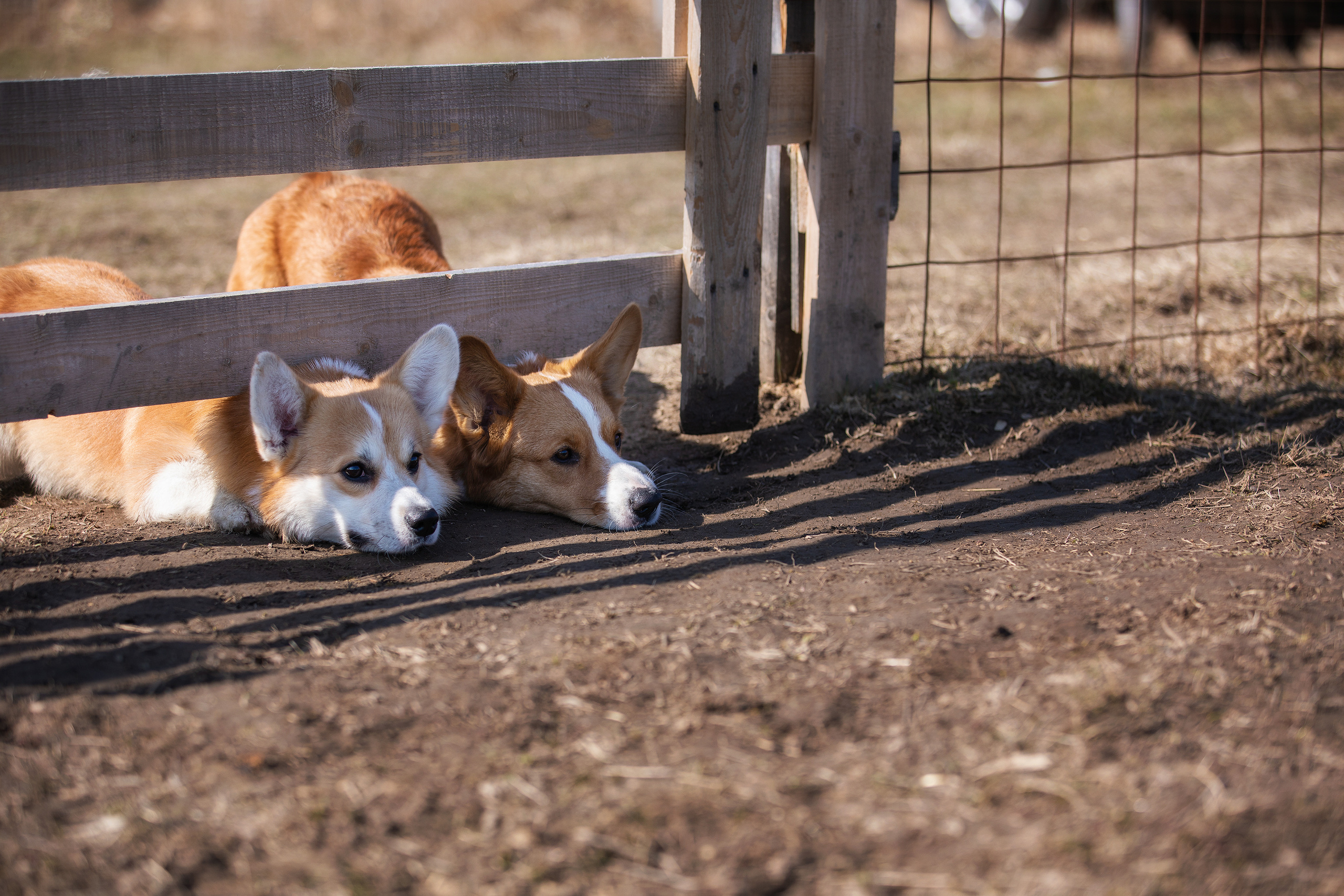 Фотограф Алена Звездина