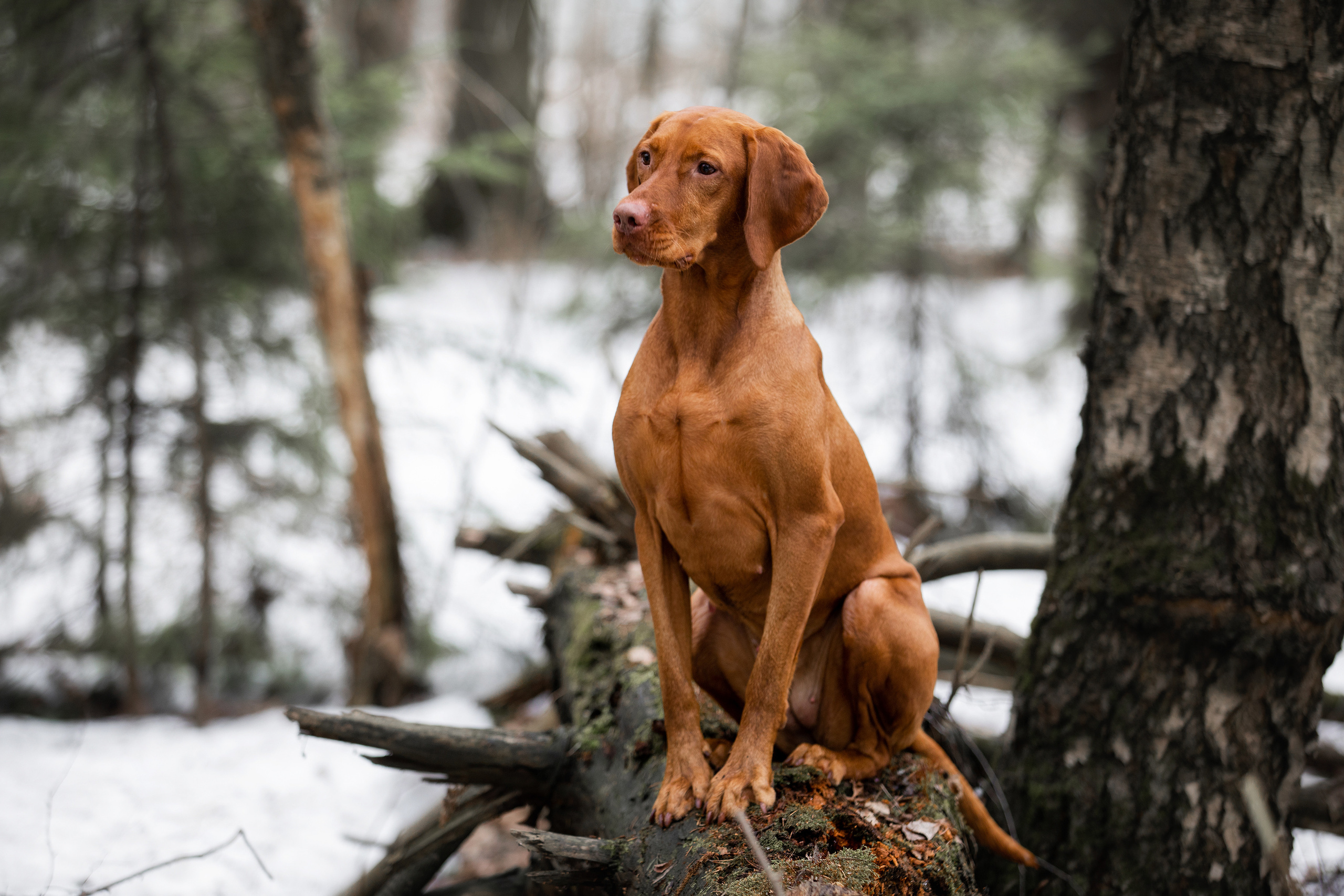 Фотограф Алена Звездина
