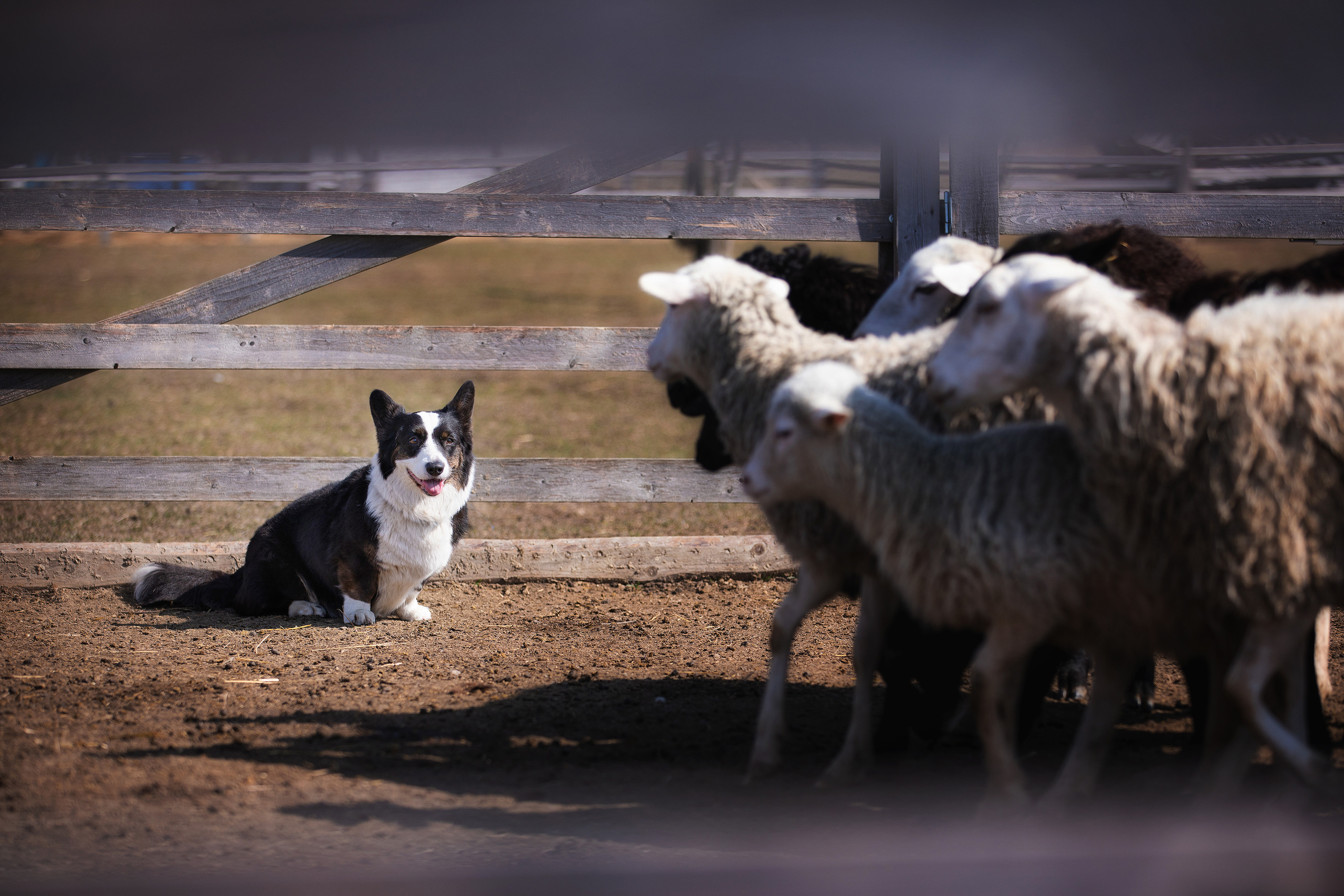 Фотограф Алена Звездина