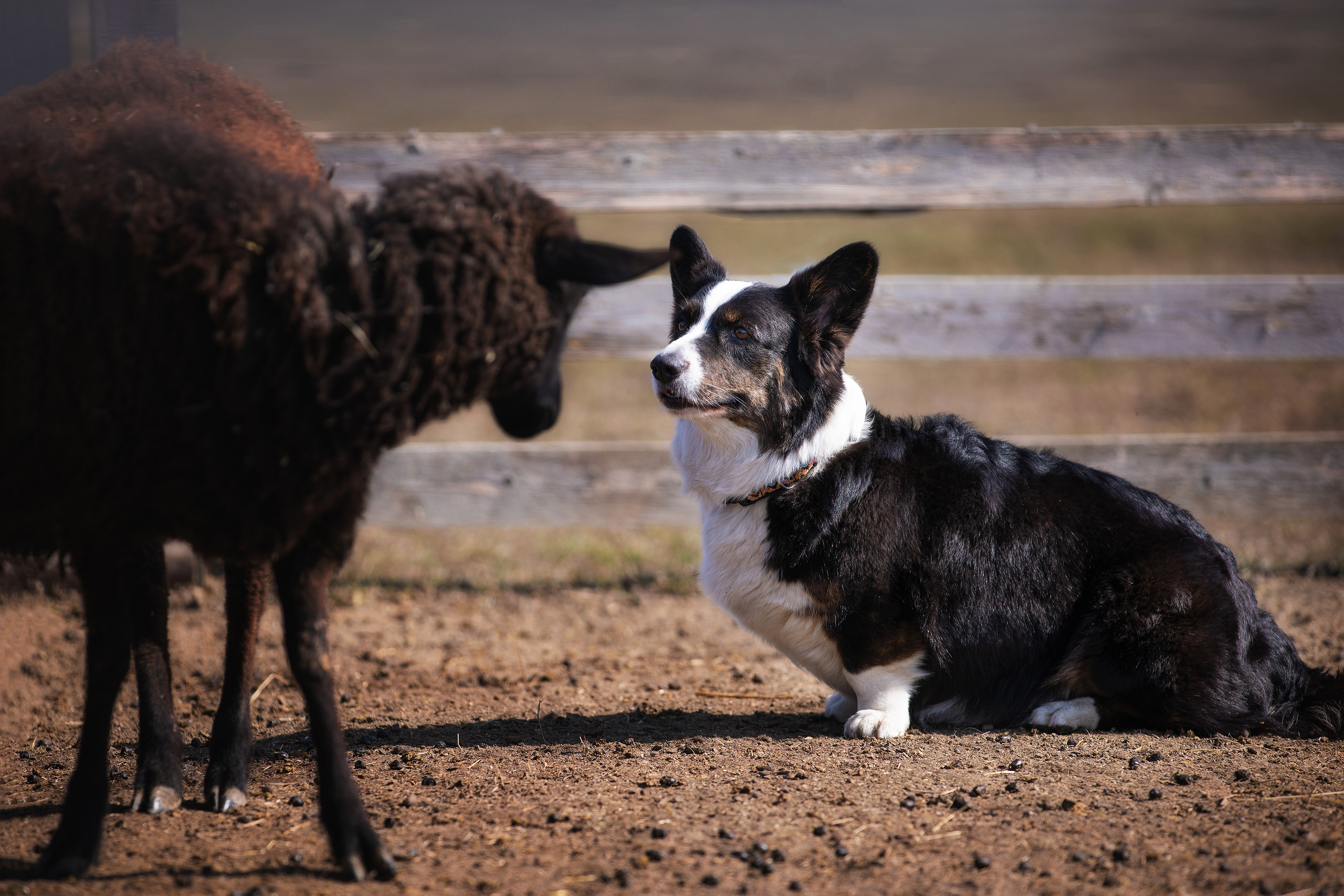 Фотограф Алена Звездина