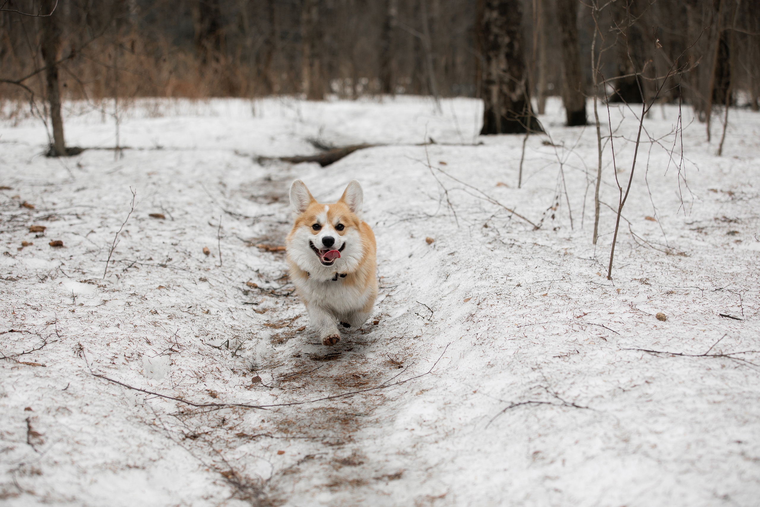 Фотограф Алена Звездина