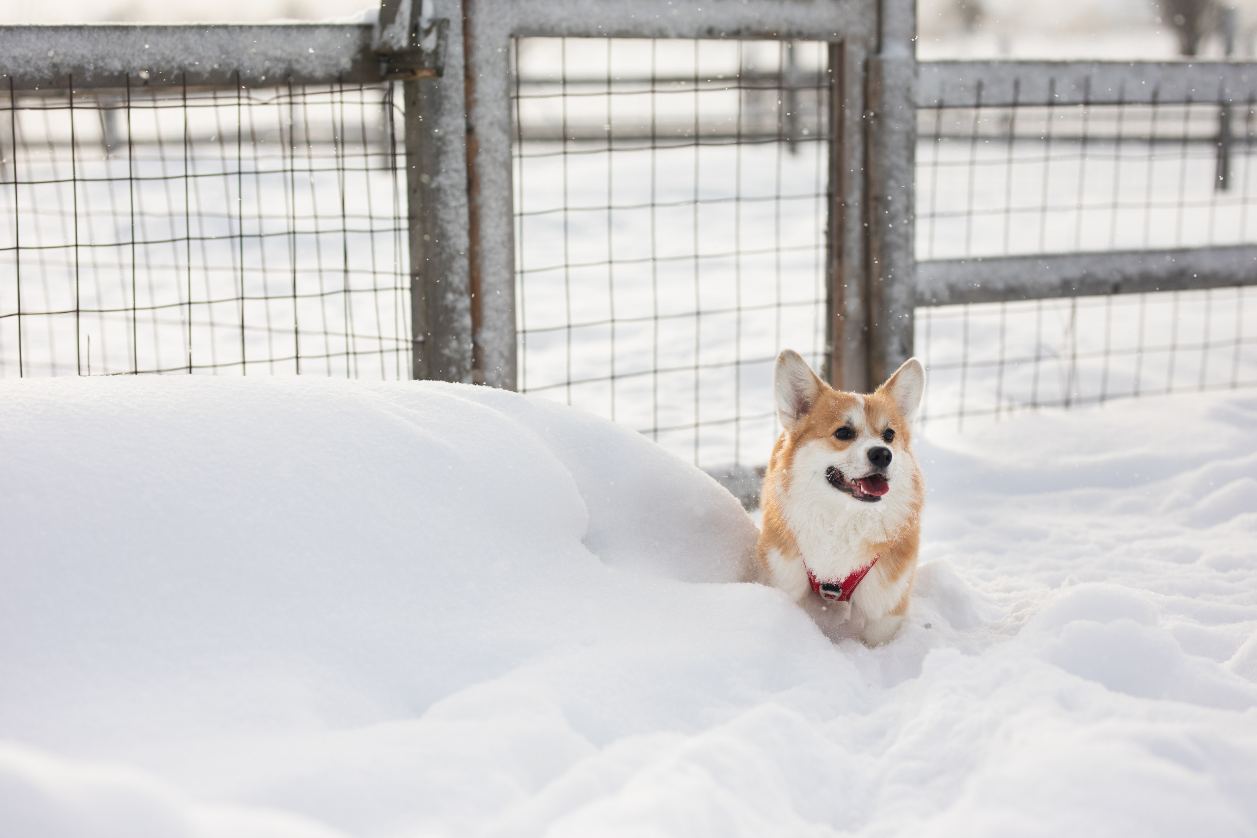 Фотограф Алена Звездина