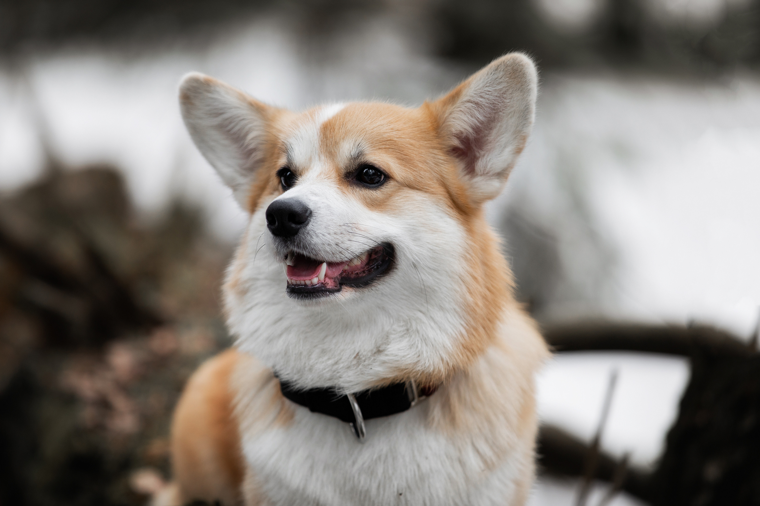 Фотограф Алена Звездина