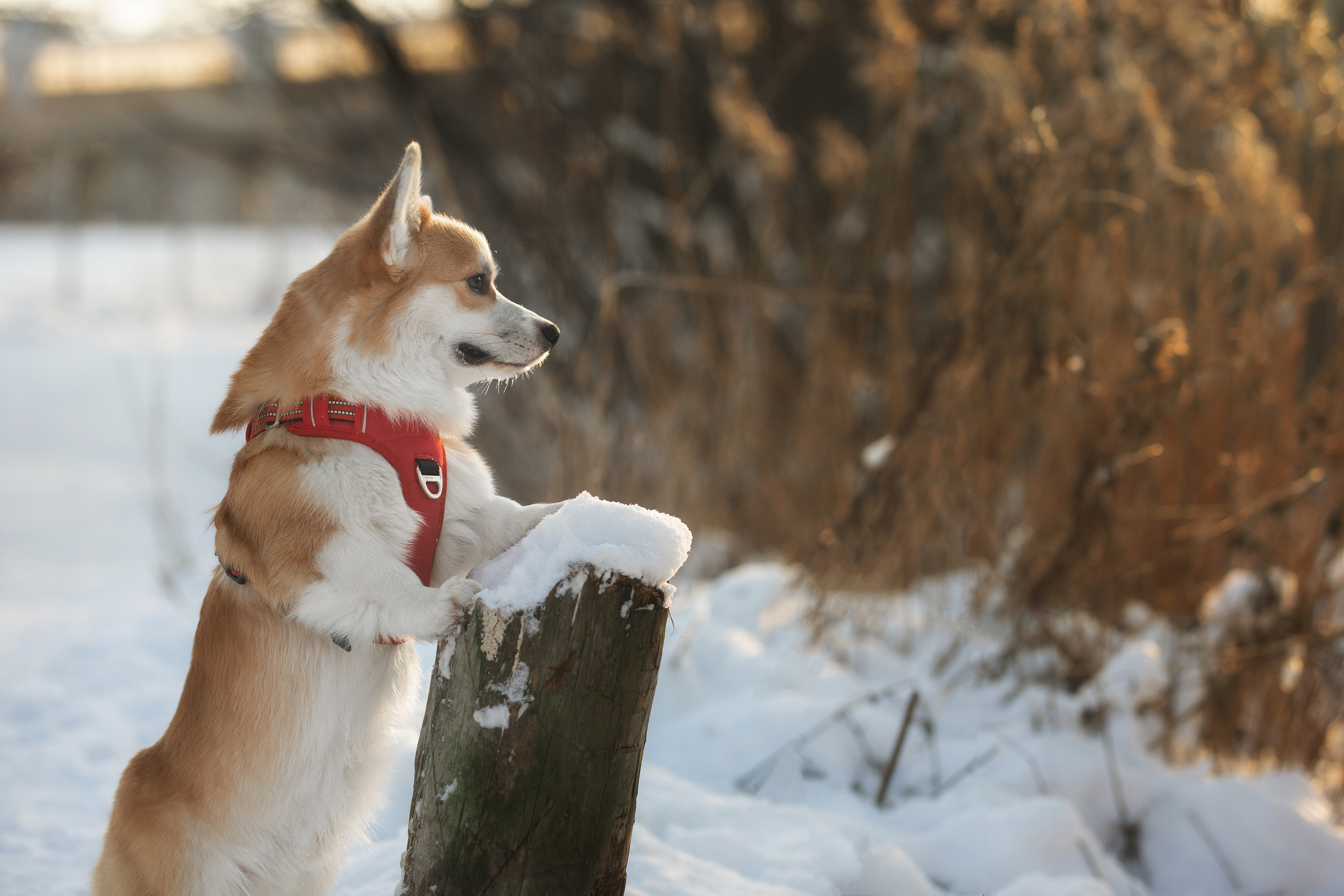 Фотограф Алена Звездина