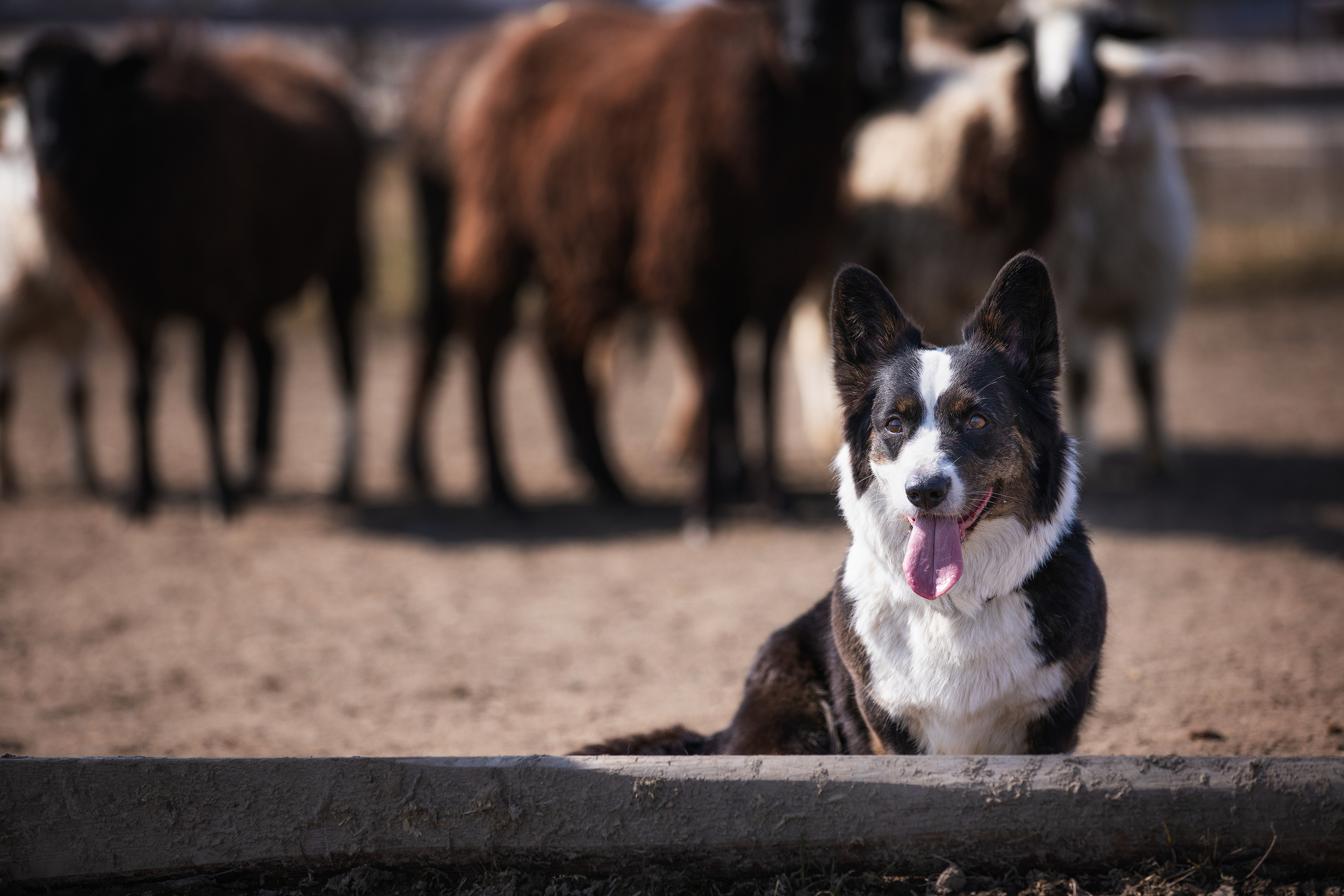 Фотограф Алена Звездина