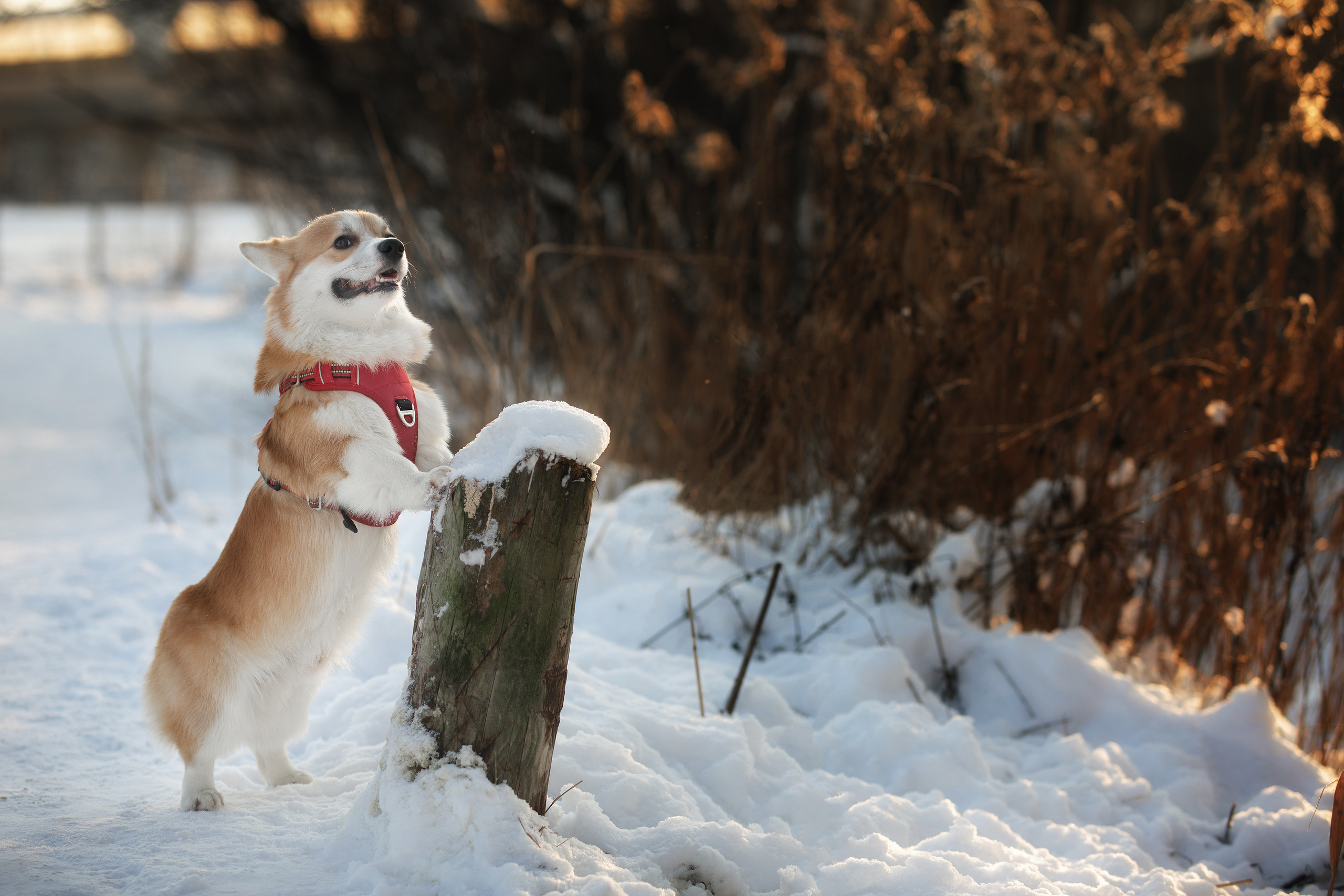 Фотограф Алена Звездина