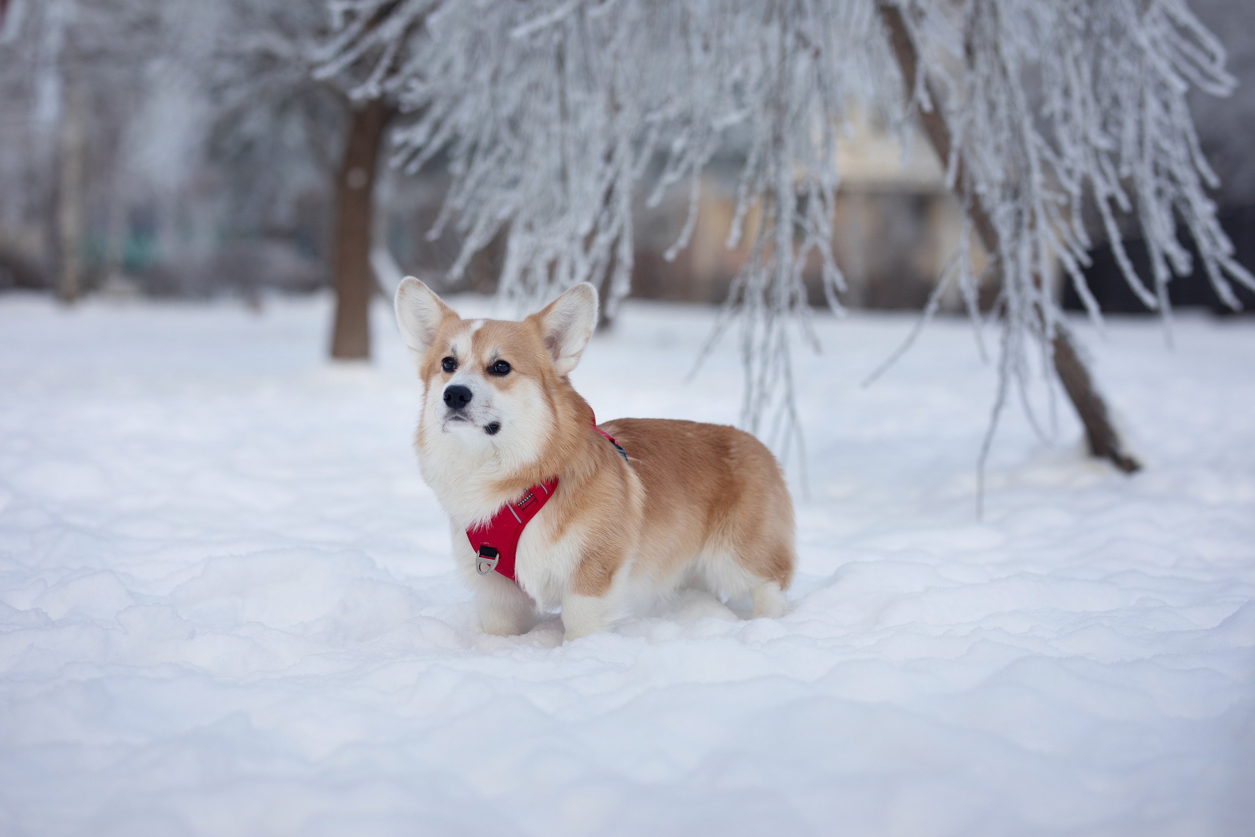 Фотограф Алена Звездина