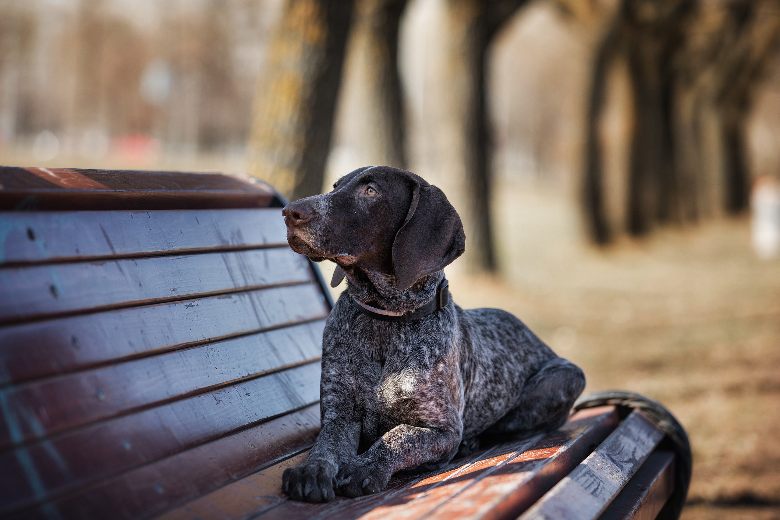 Фотограф Алена Звездина