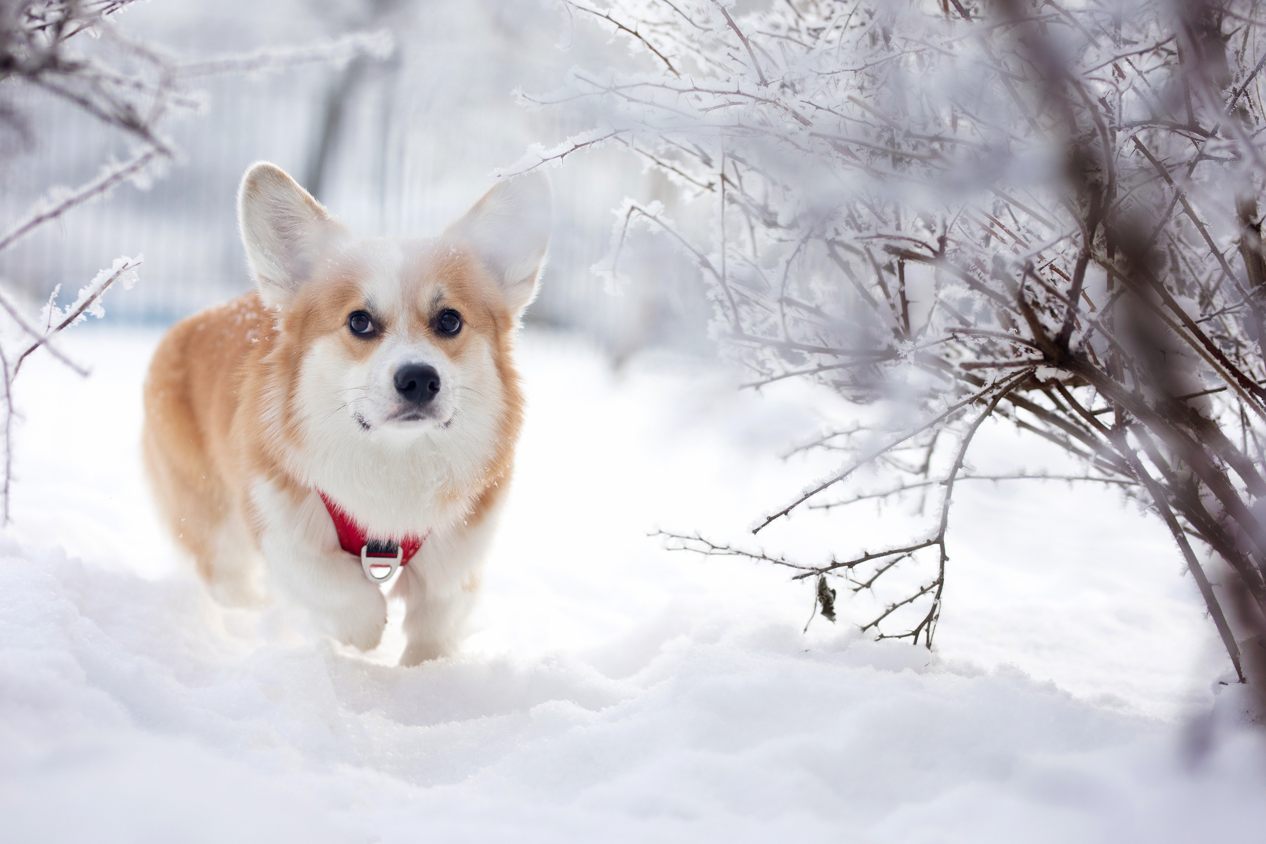 Фотограф Алена Звездина